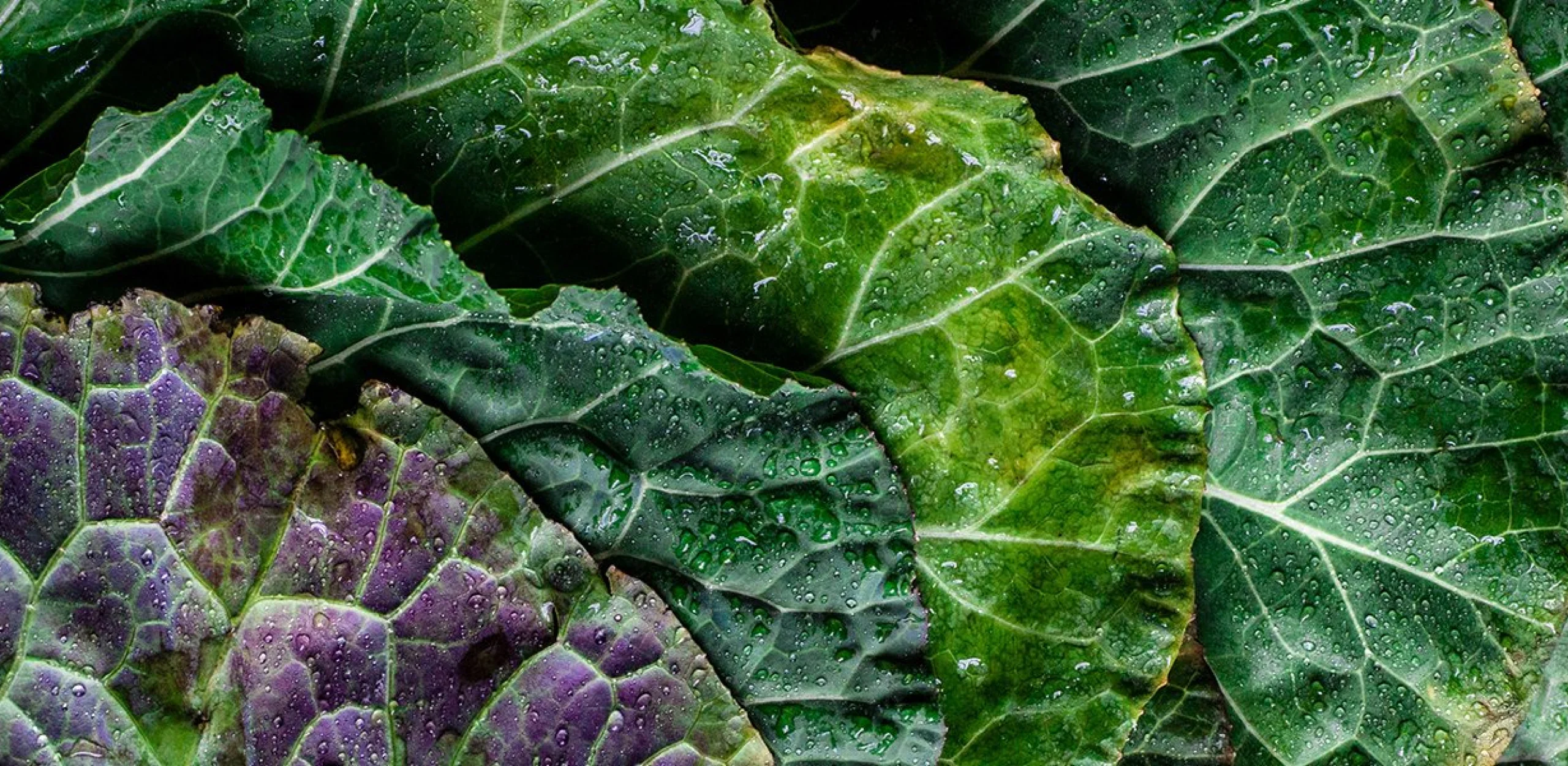 close up of spring greens
