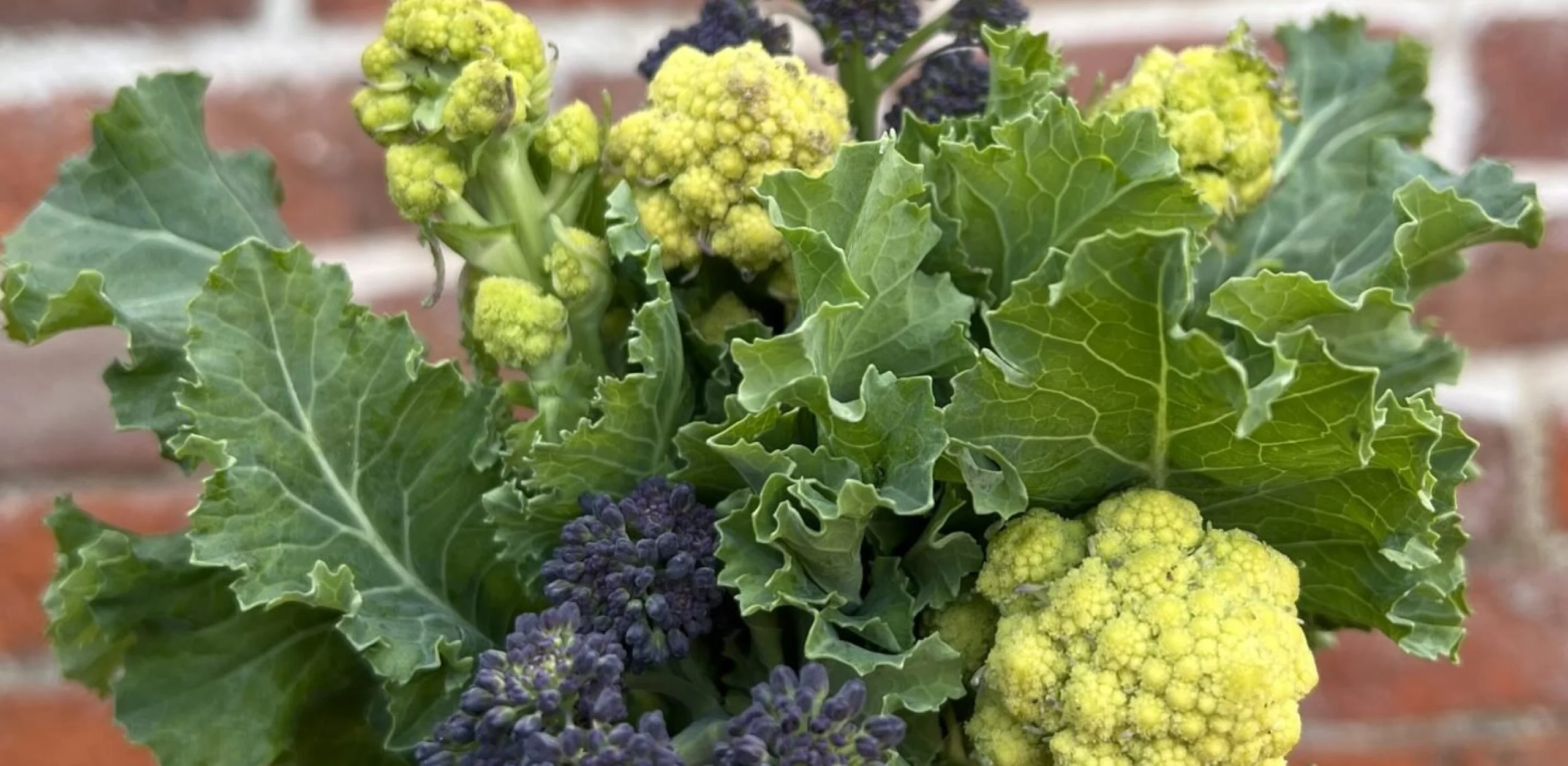 a bunch of sprouting broccoli
