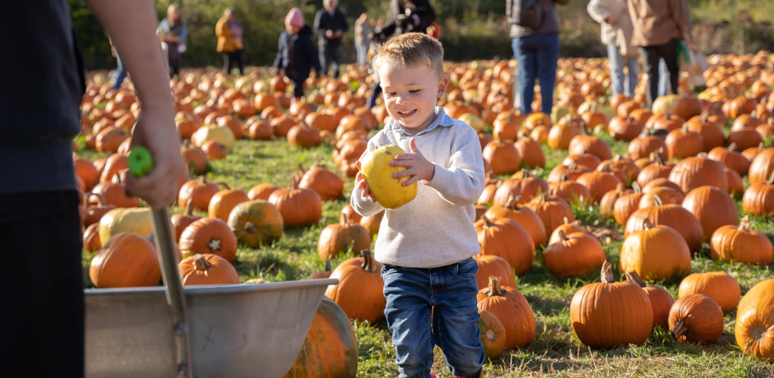 A child picking pumpkins in a pumpkin patch