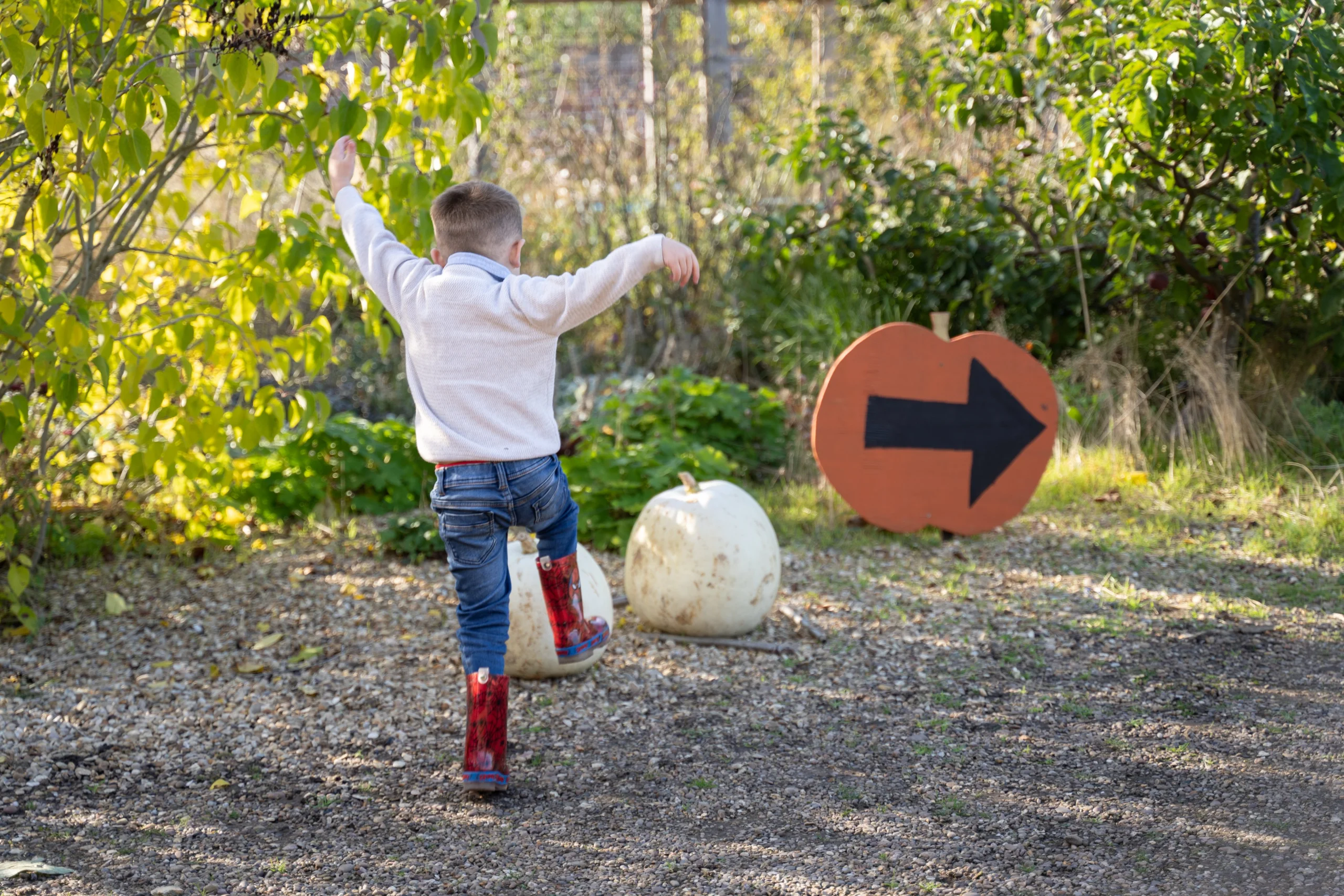A child makes his way to the pumpkin patch at Doddington Hall