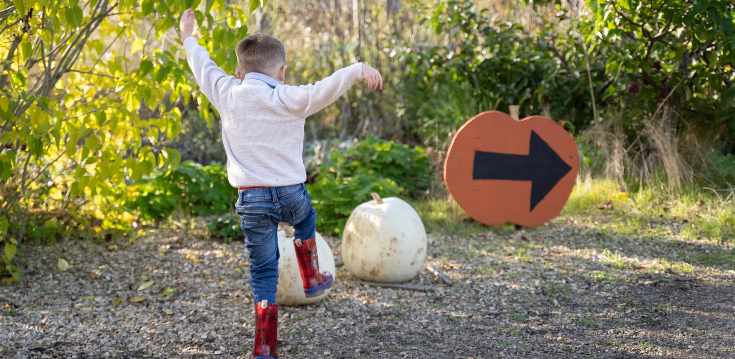 A child makes his way to the pumpkin patch at Doddington Hall