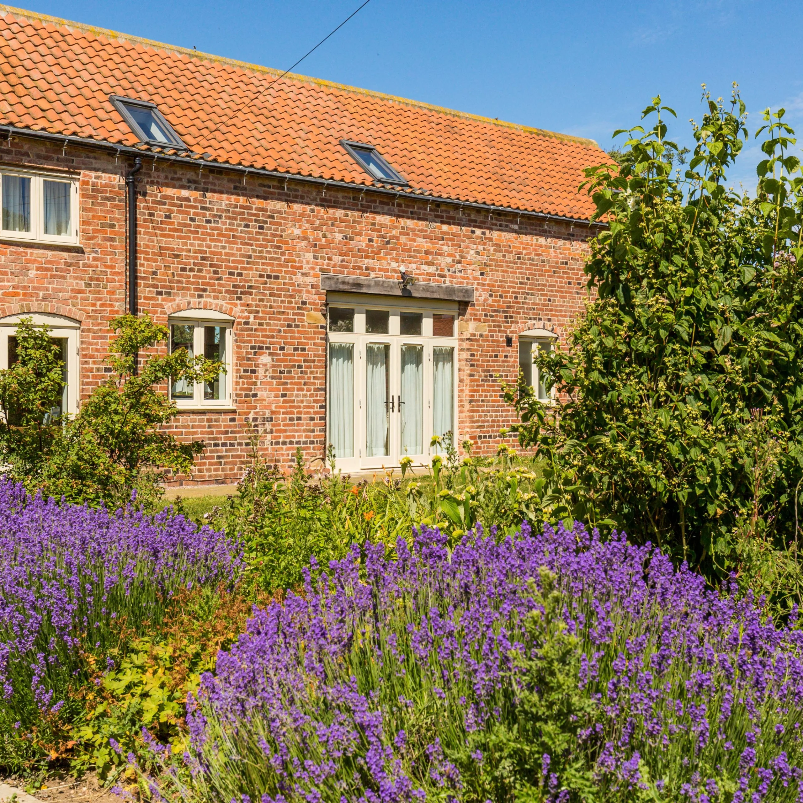 The exterior view of Shakespeare Cottage at Doddington Hall, with lavender at the forefront