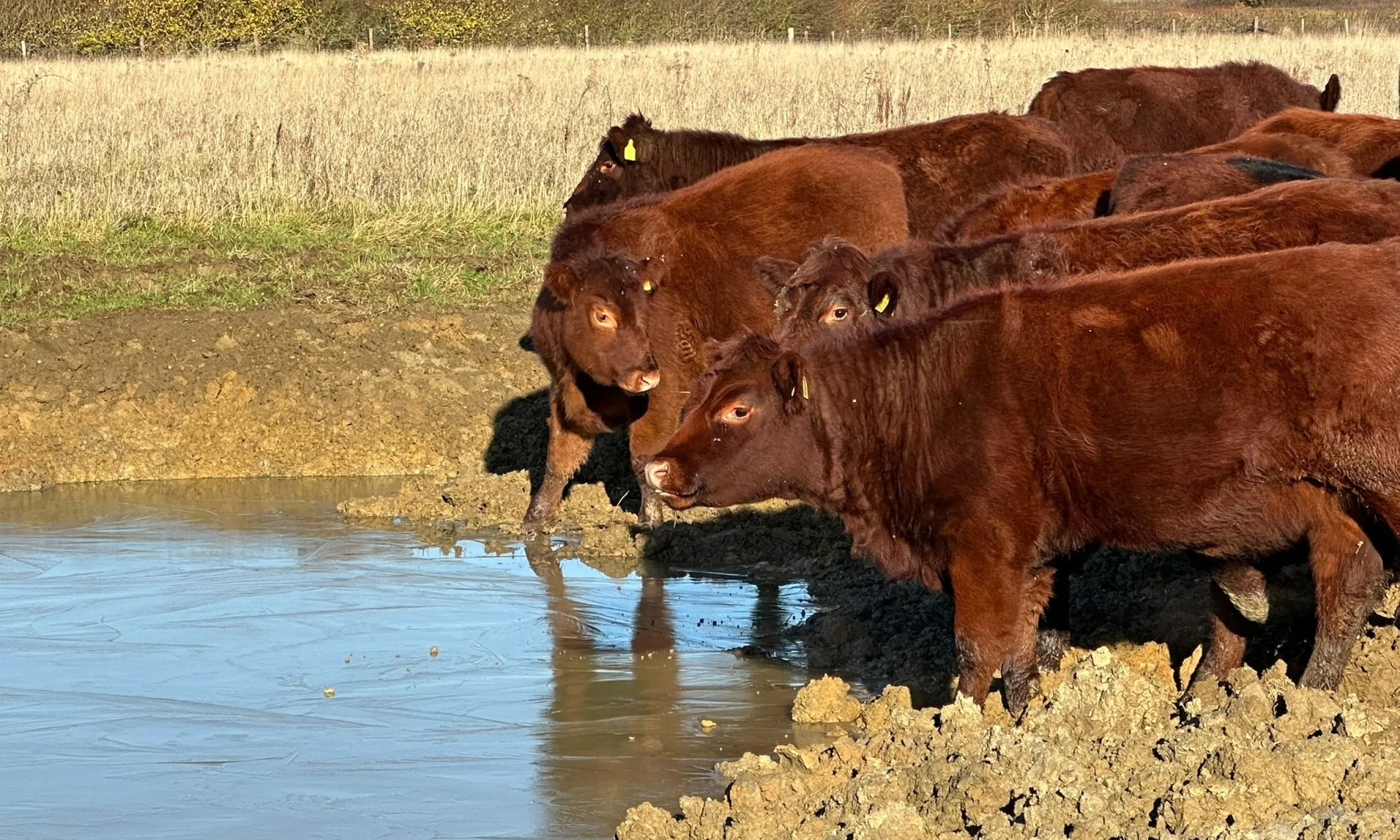 brown cows drinking from a new pond on the doddington estate