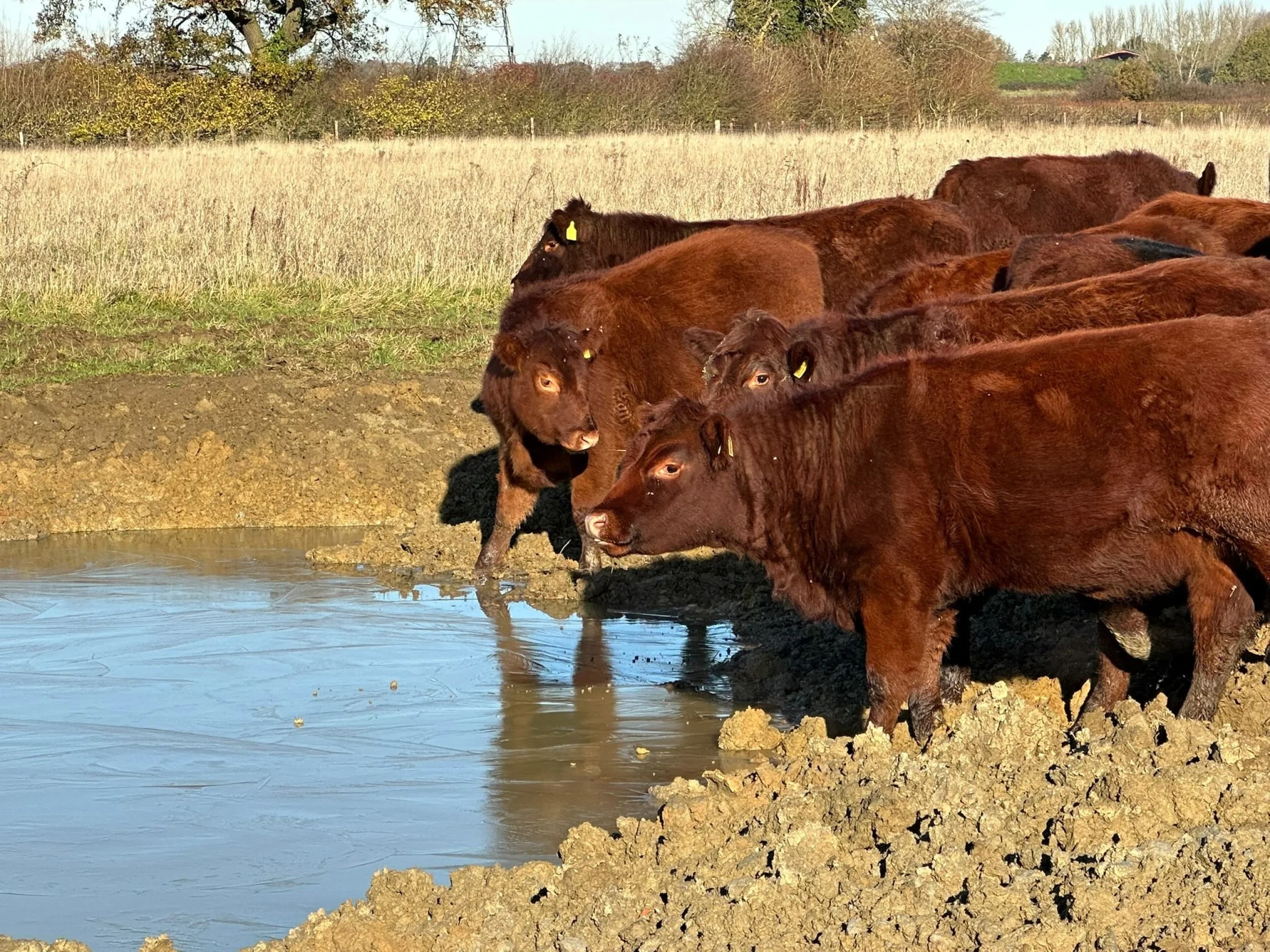 brown cows drinking from a new pond on the doddington estate