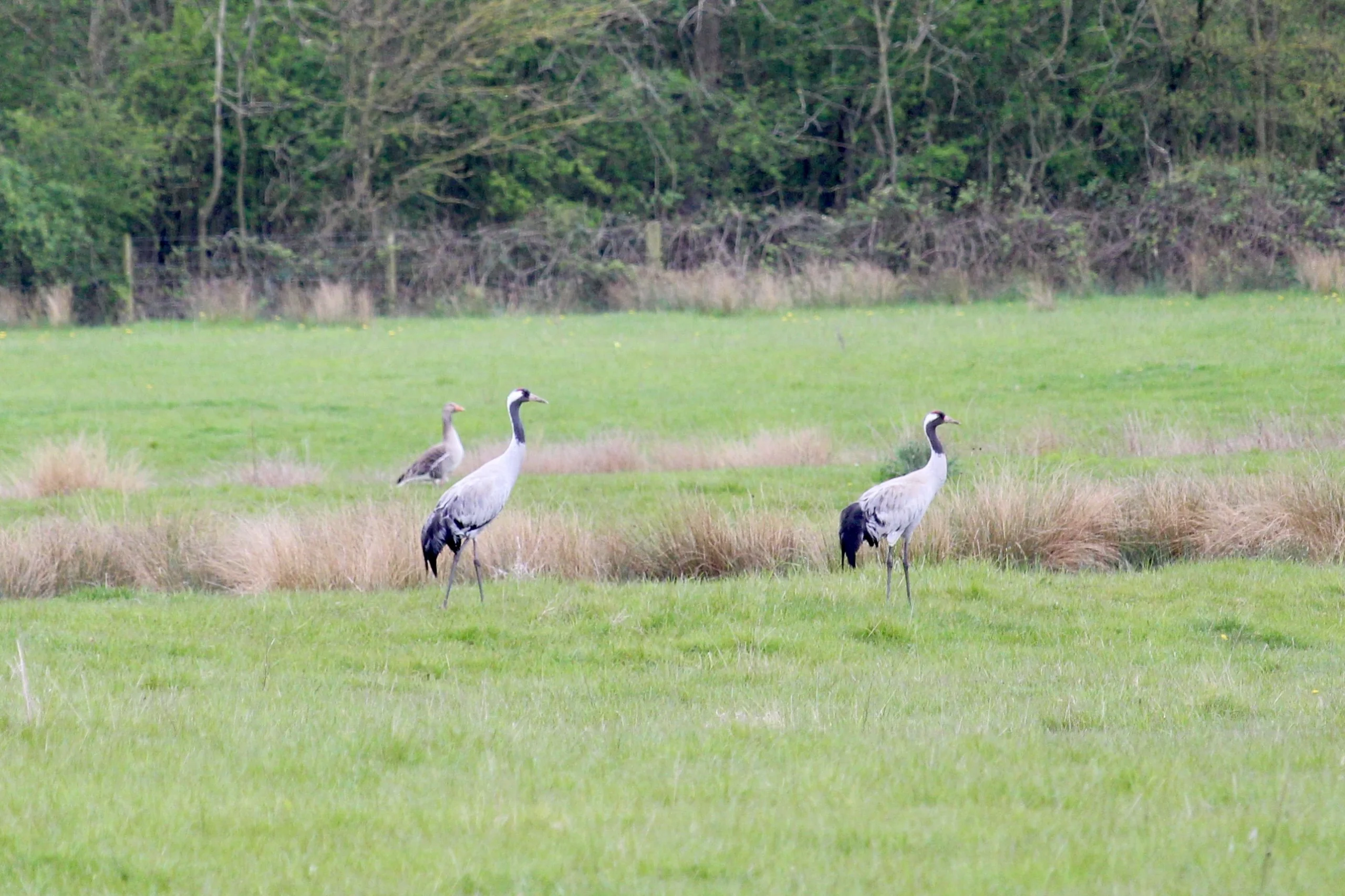 two cranes walking through grassland on the doddington estate