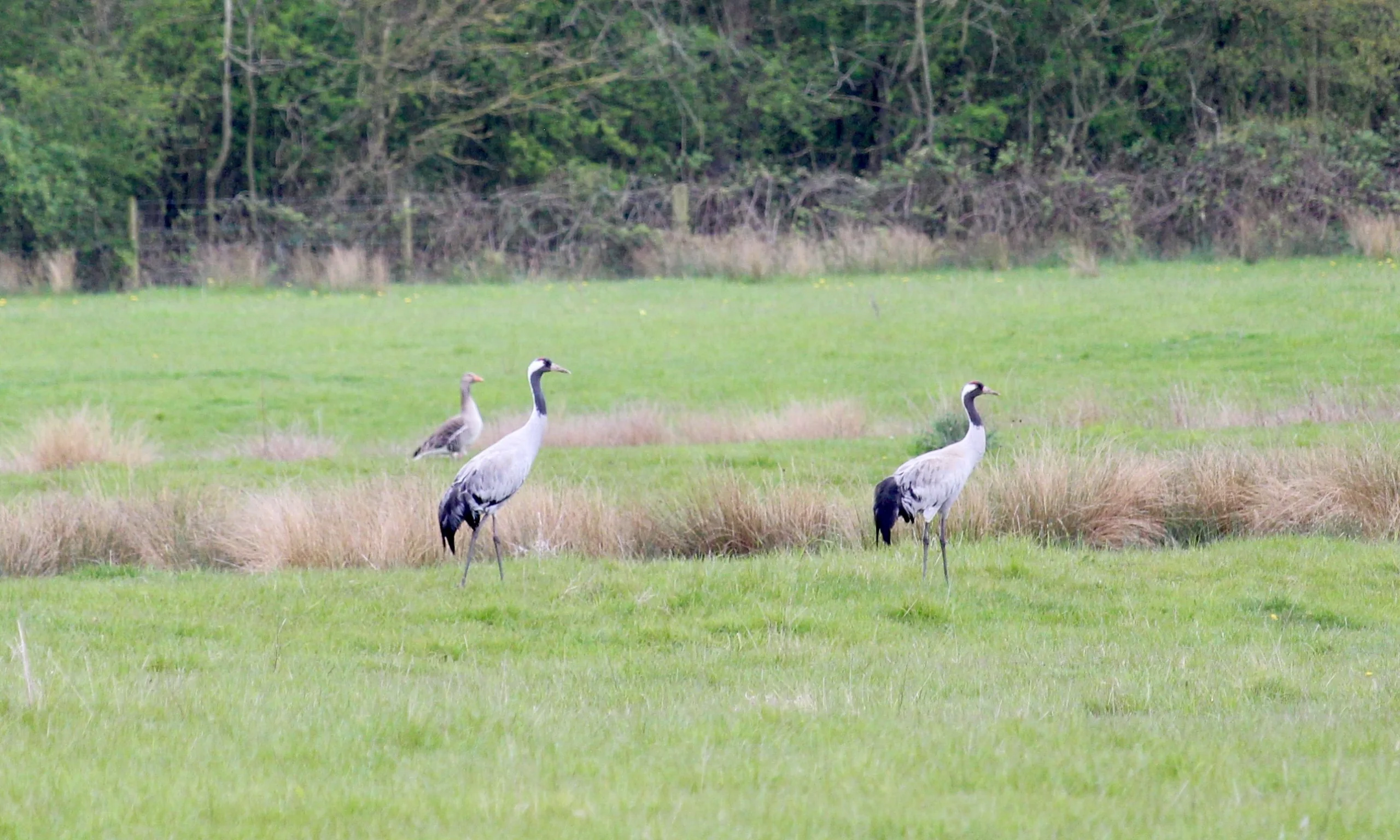 two cranes walking through grassland on the doddington estate