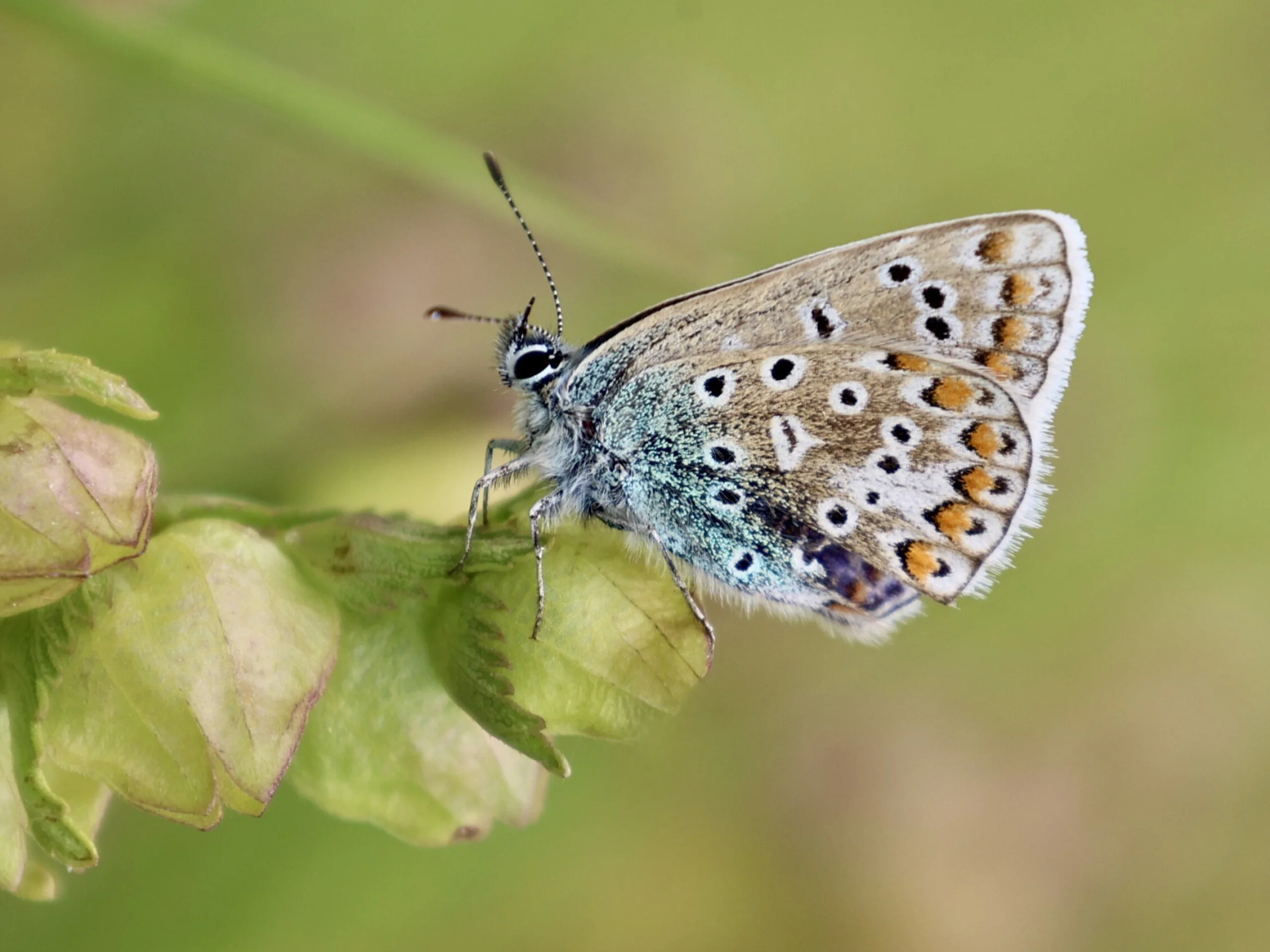 the intricate pattern on a butterfly perched on a green leaf
