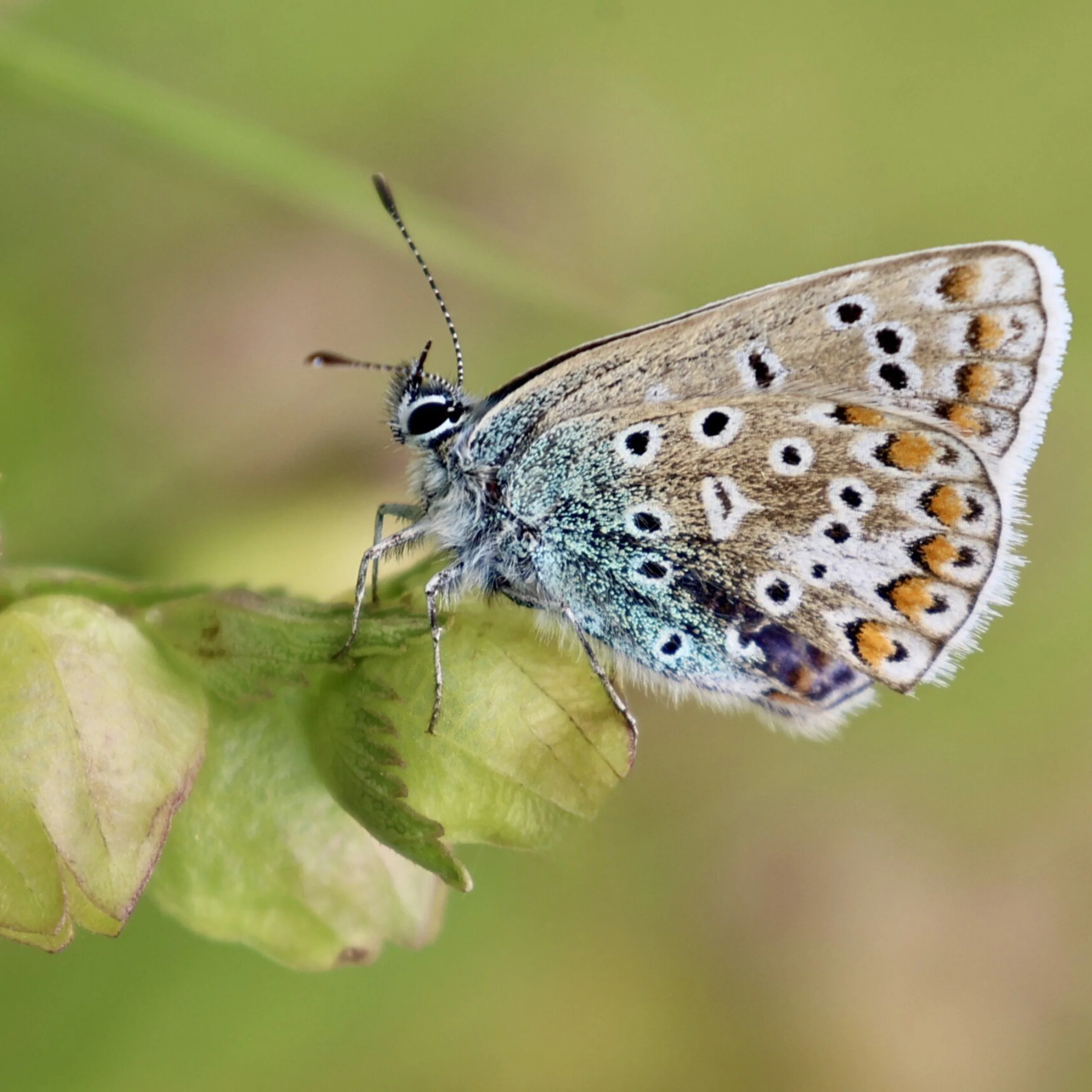 the intricate pattern on a butterfly perched on a green leaf