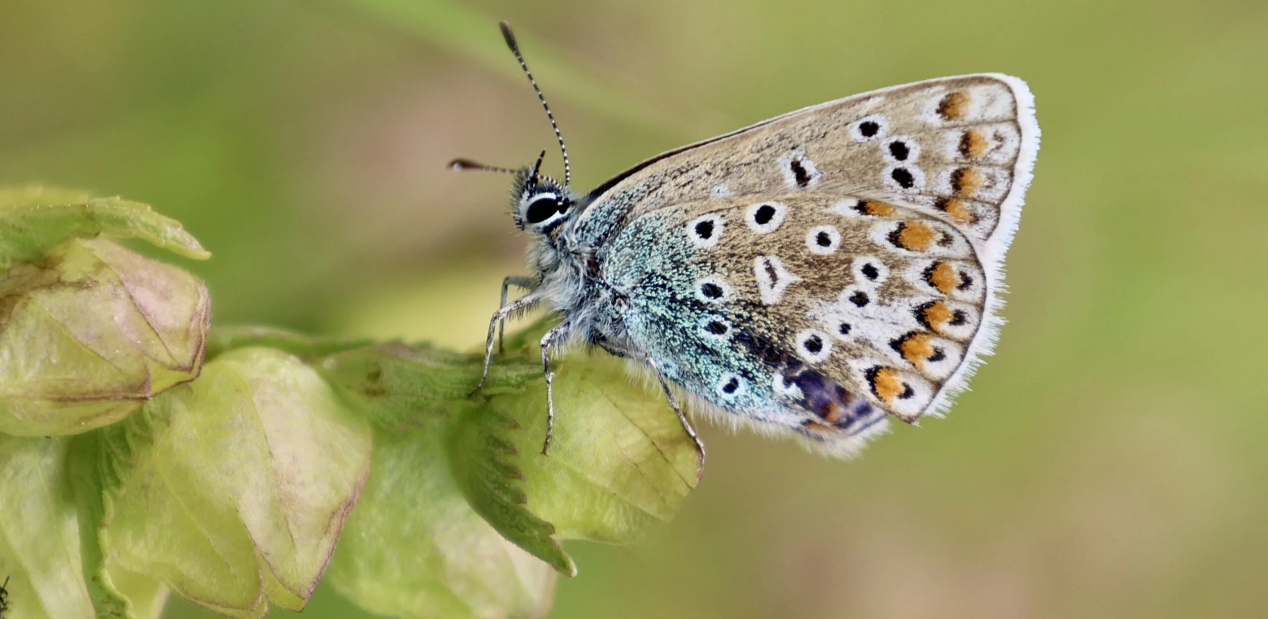 the intricate pattern on a butterfly perched on a green leaf