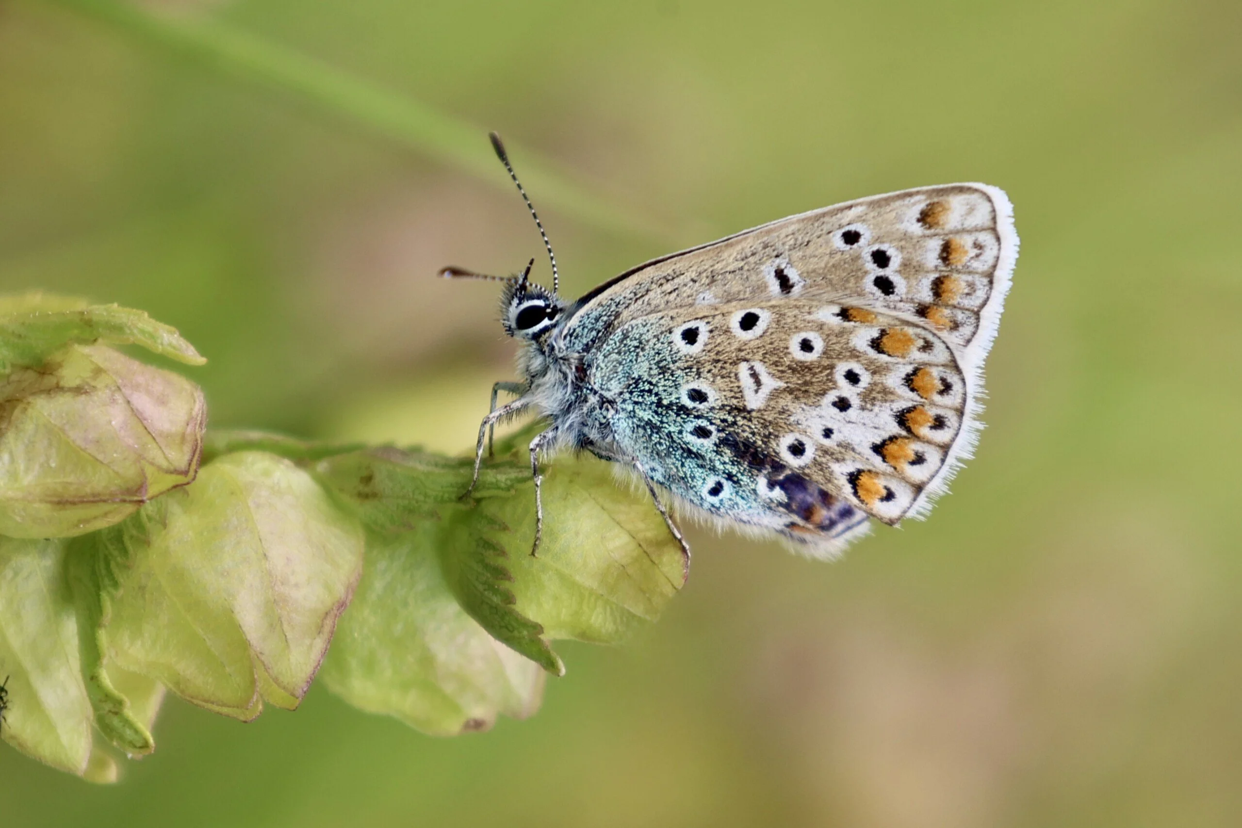 the intricate pattern on a butterfly perched on a green leaf