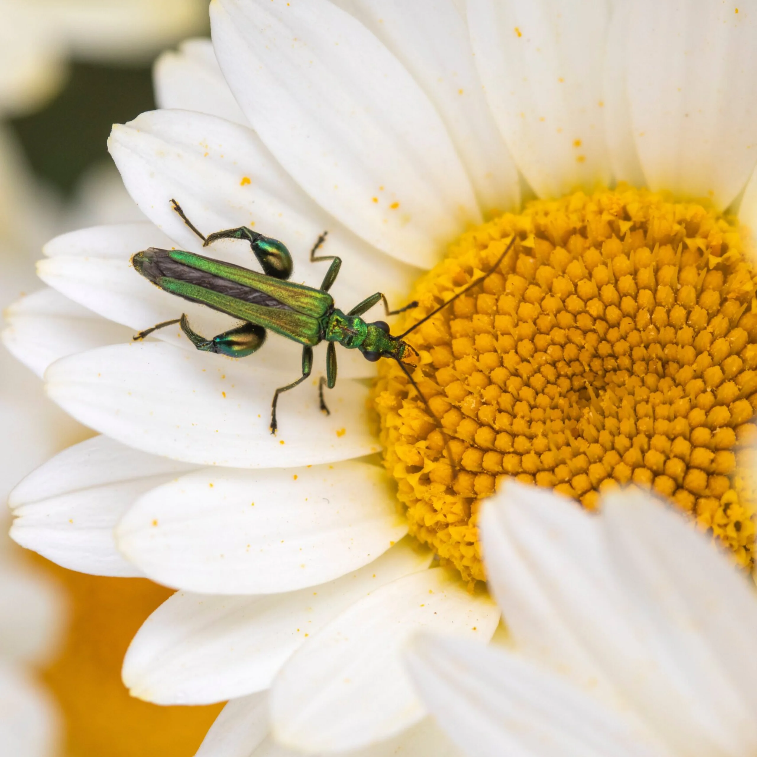 a green insect sat inside a white and yellow flower