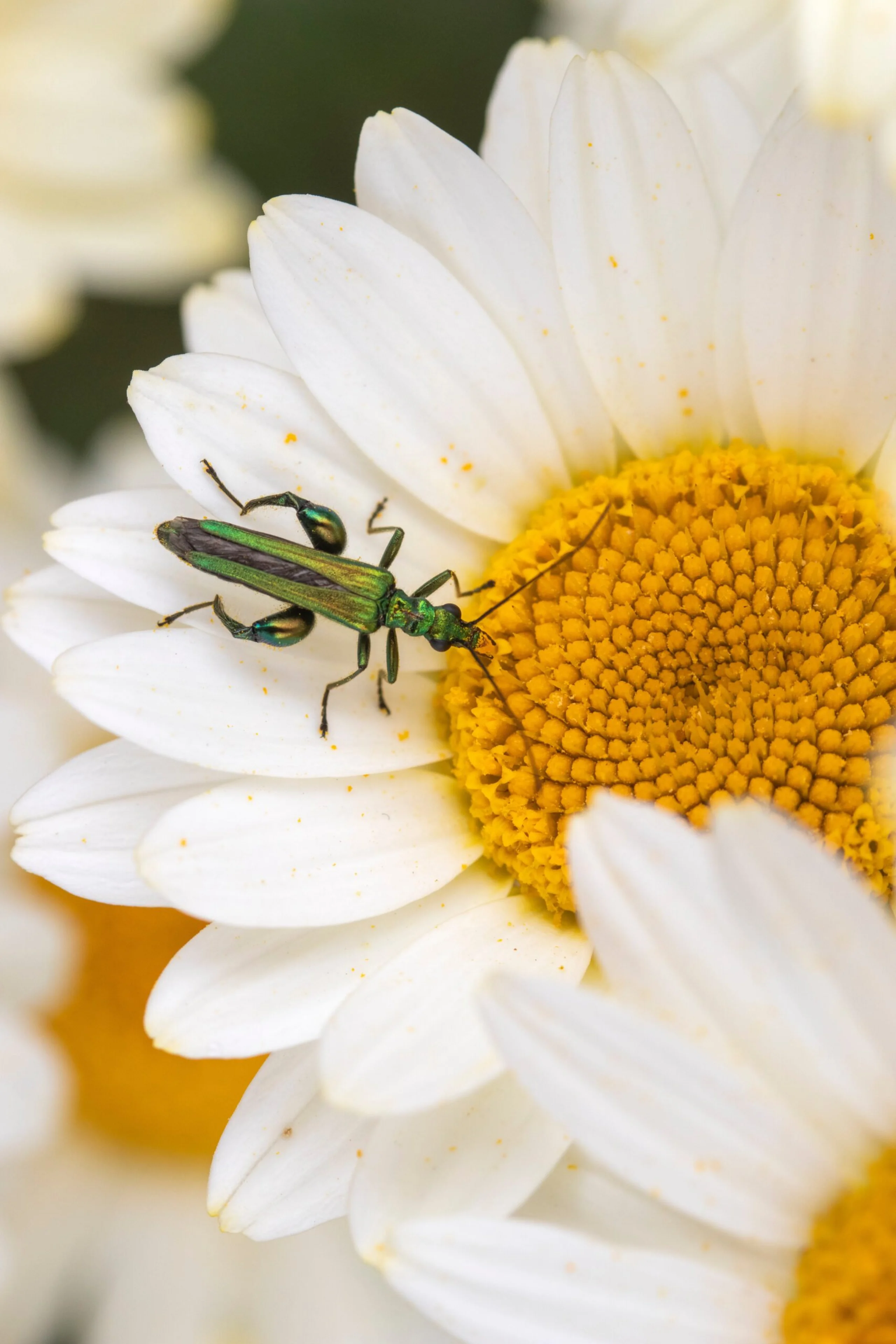 a green insect sat inside a white and yellow flower