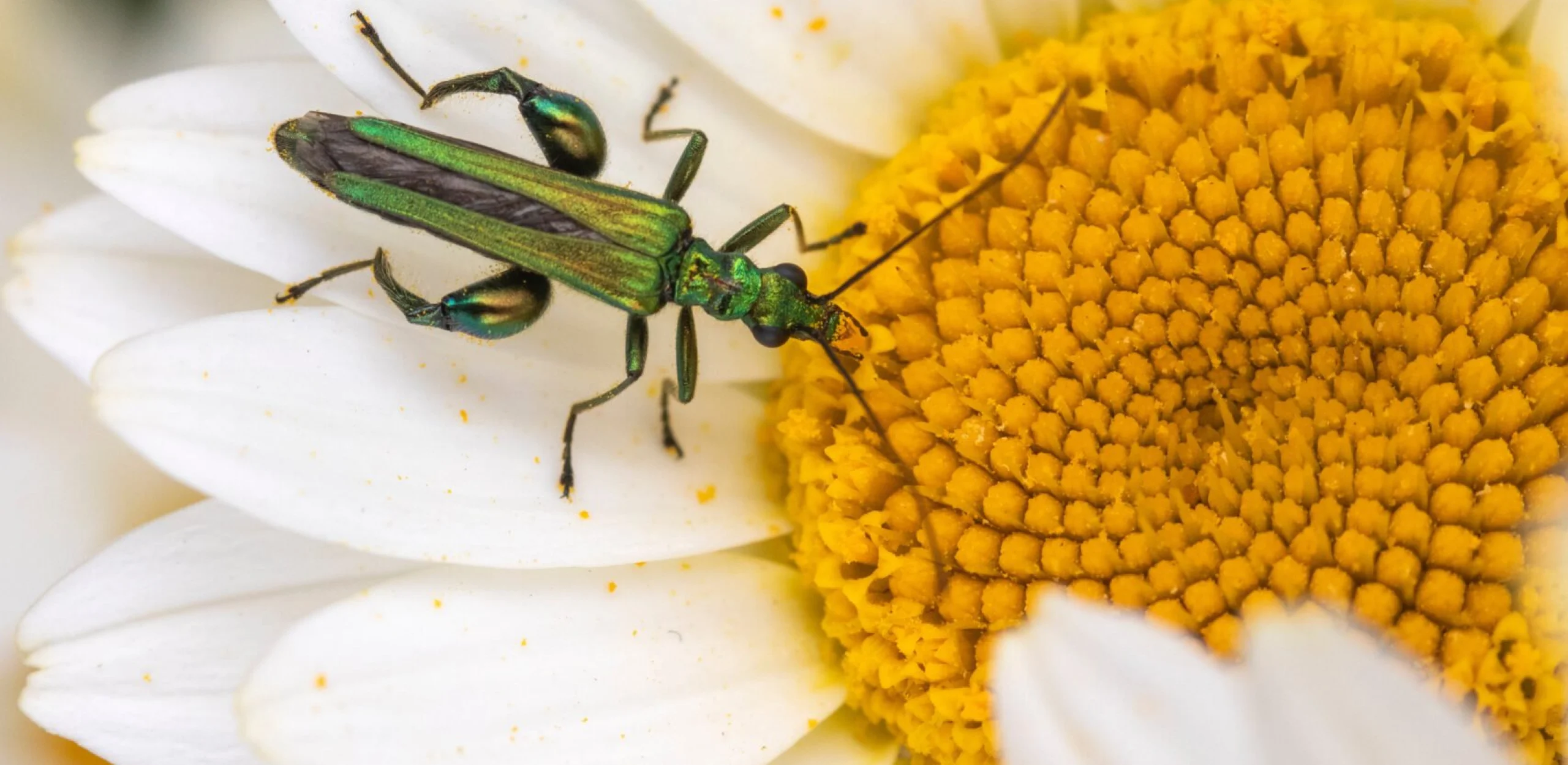 a green insect sat inside a white and yellow flower