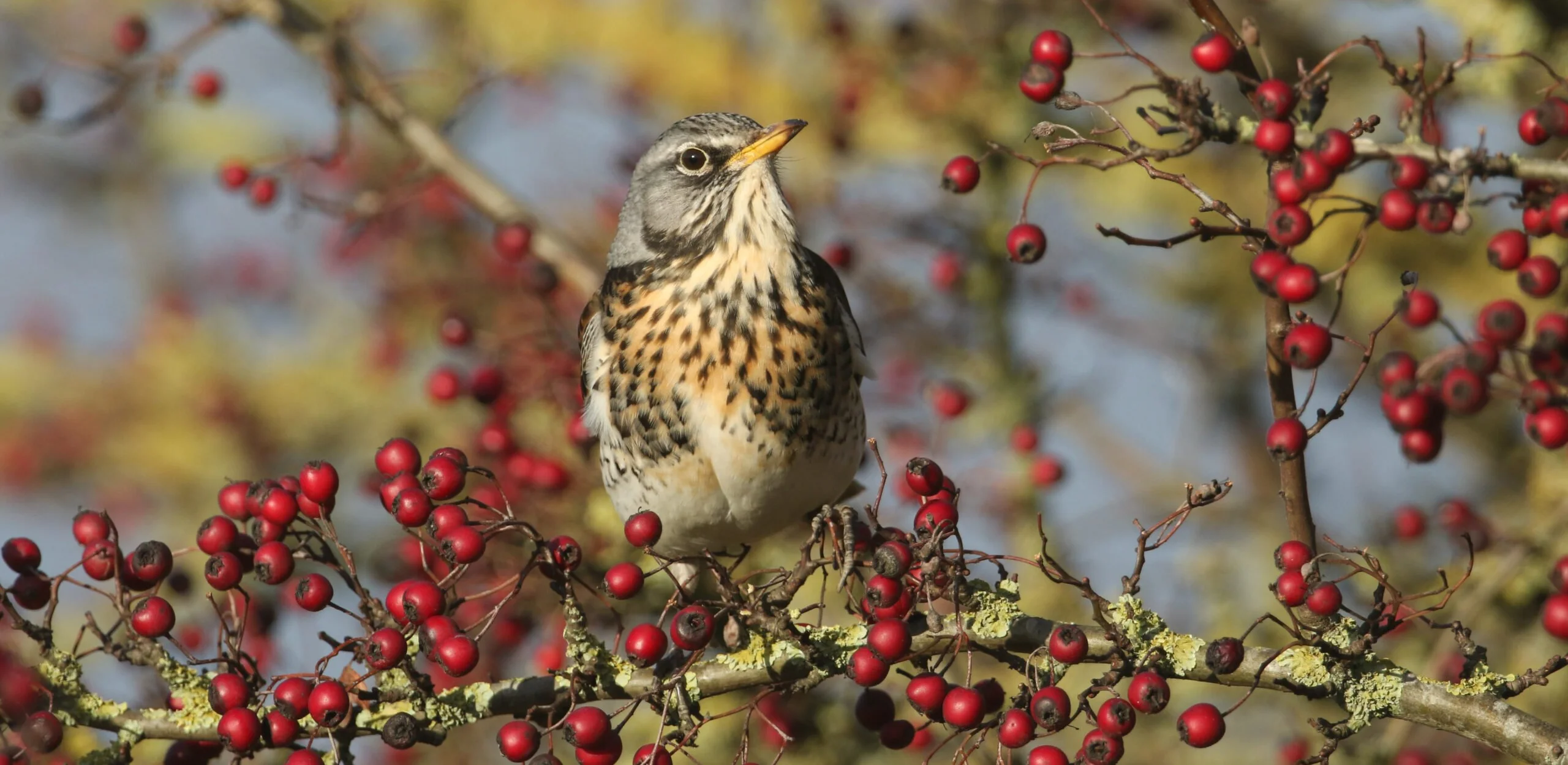 a bird perched on a branch surrounded by red winter berries