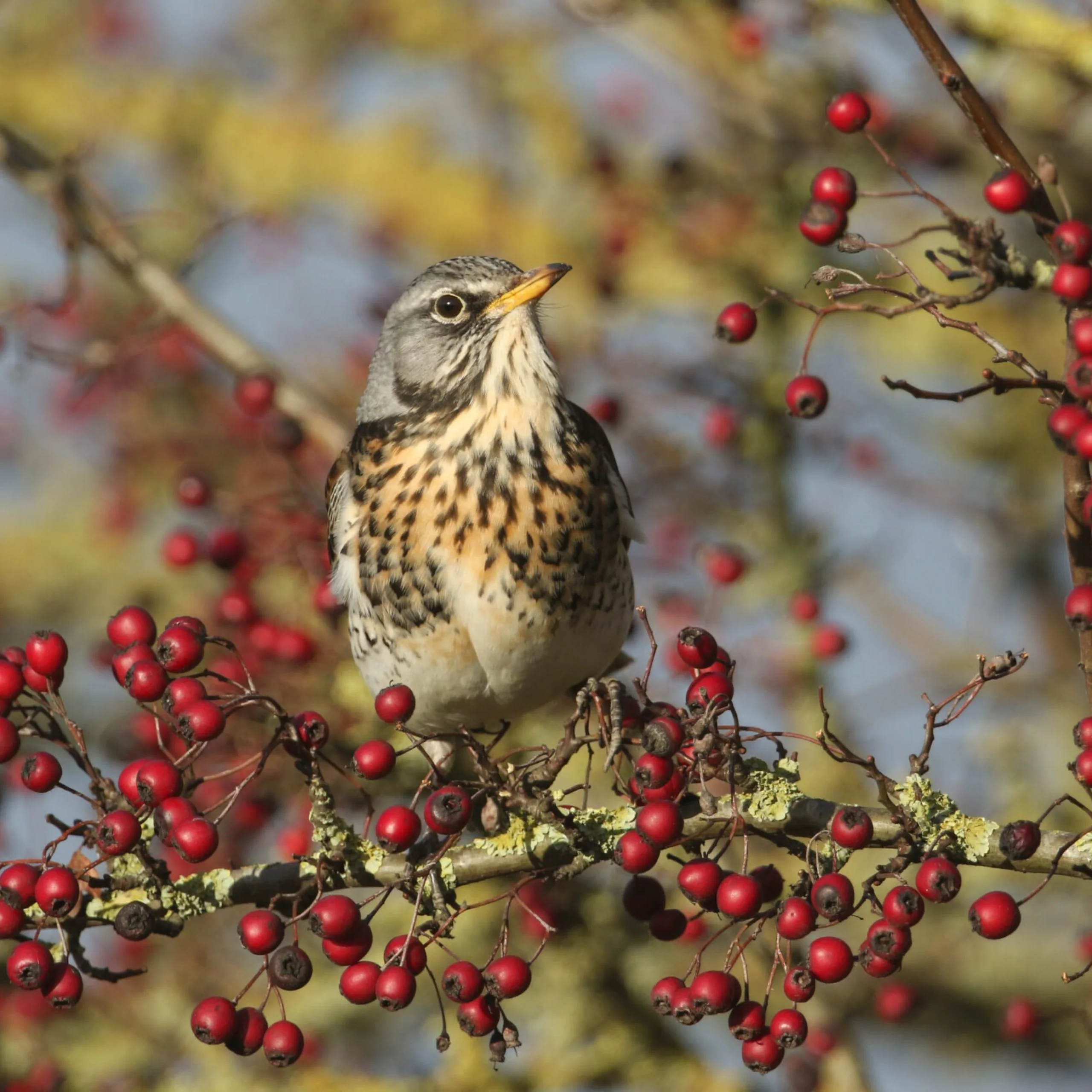 a bird perched on a branch surrounded by red winter berries