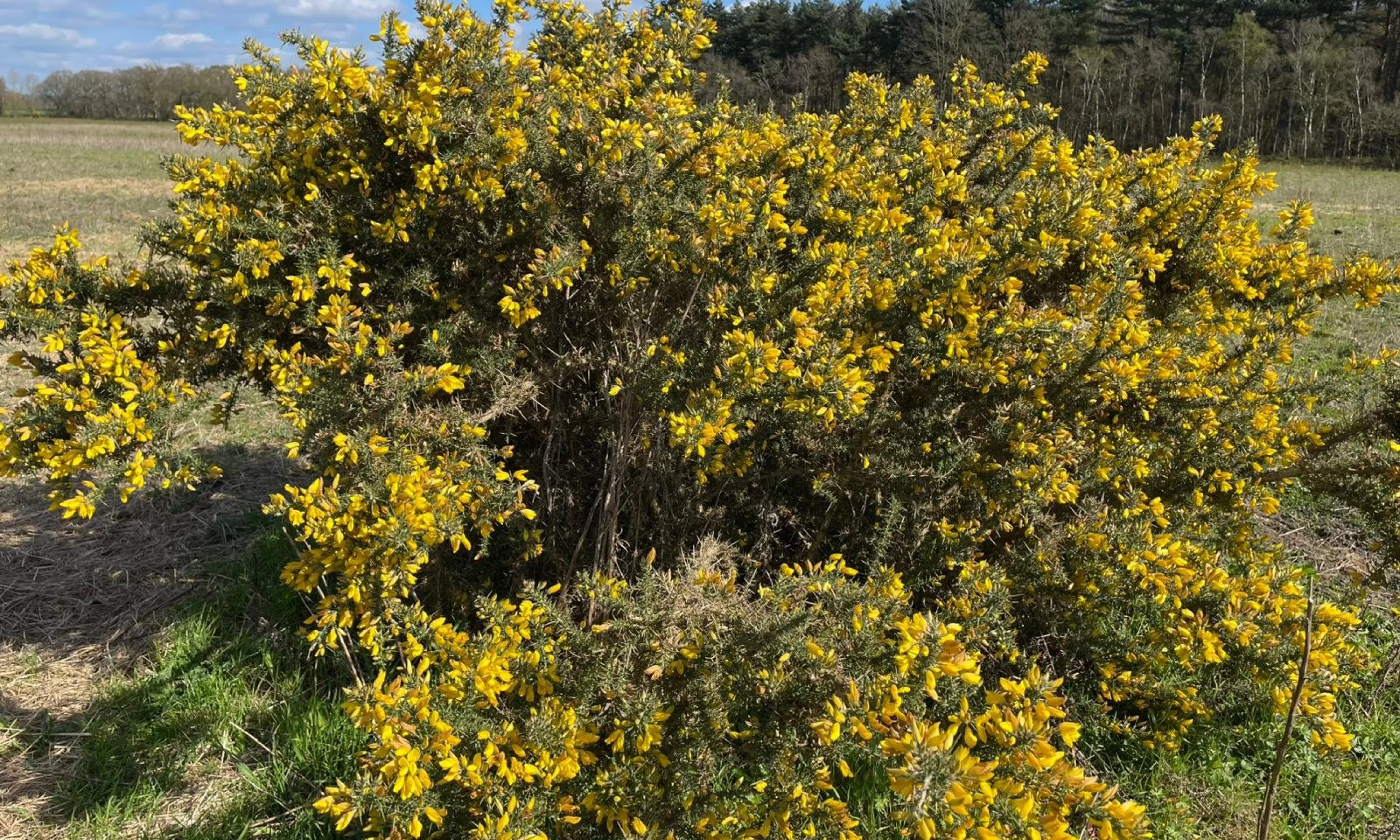 a gorse bush with yellow flowers in front of a pine forest