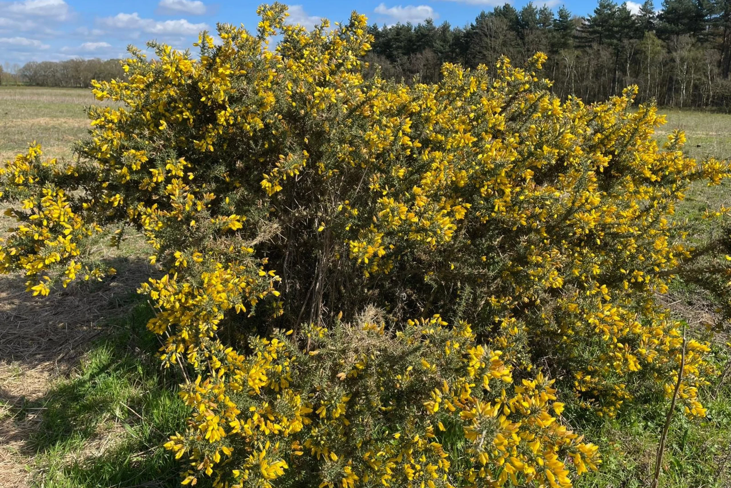 a gorse bush with yellow flowers in front of a pine forest