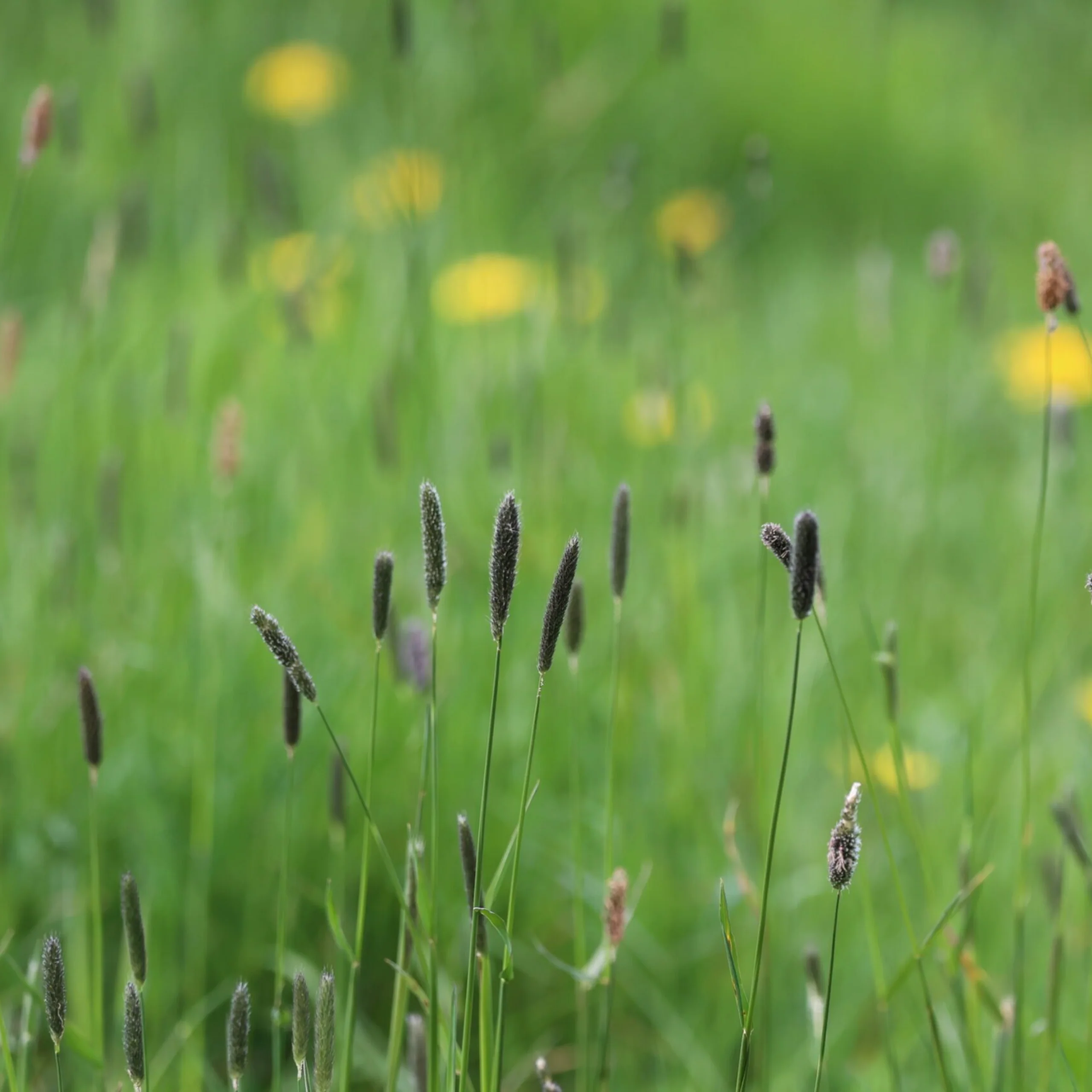 tall grasses with flowering heads doddington wilder