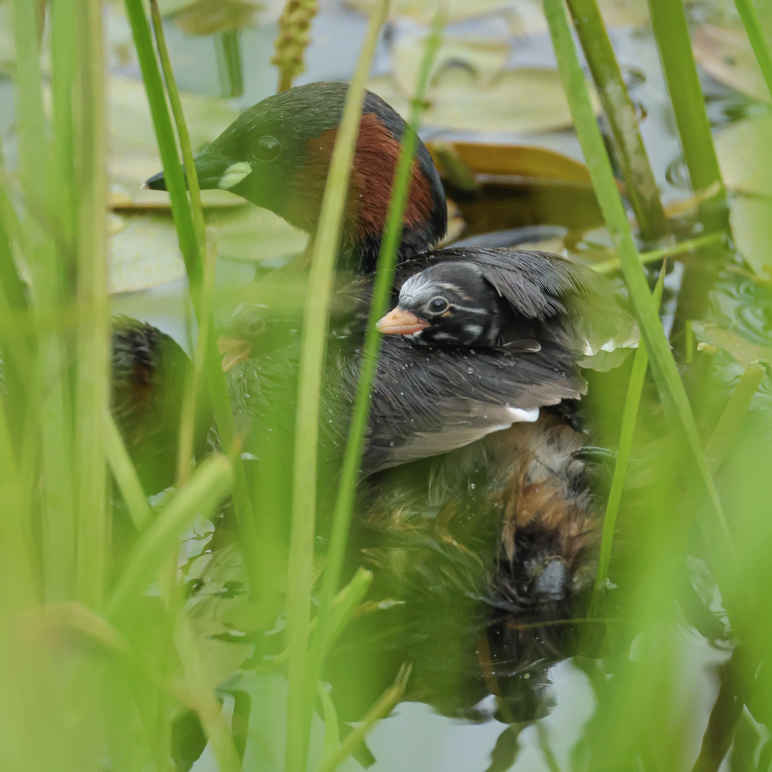 grebes hiding in pond plants at doddington hall