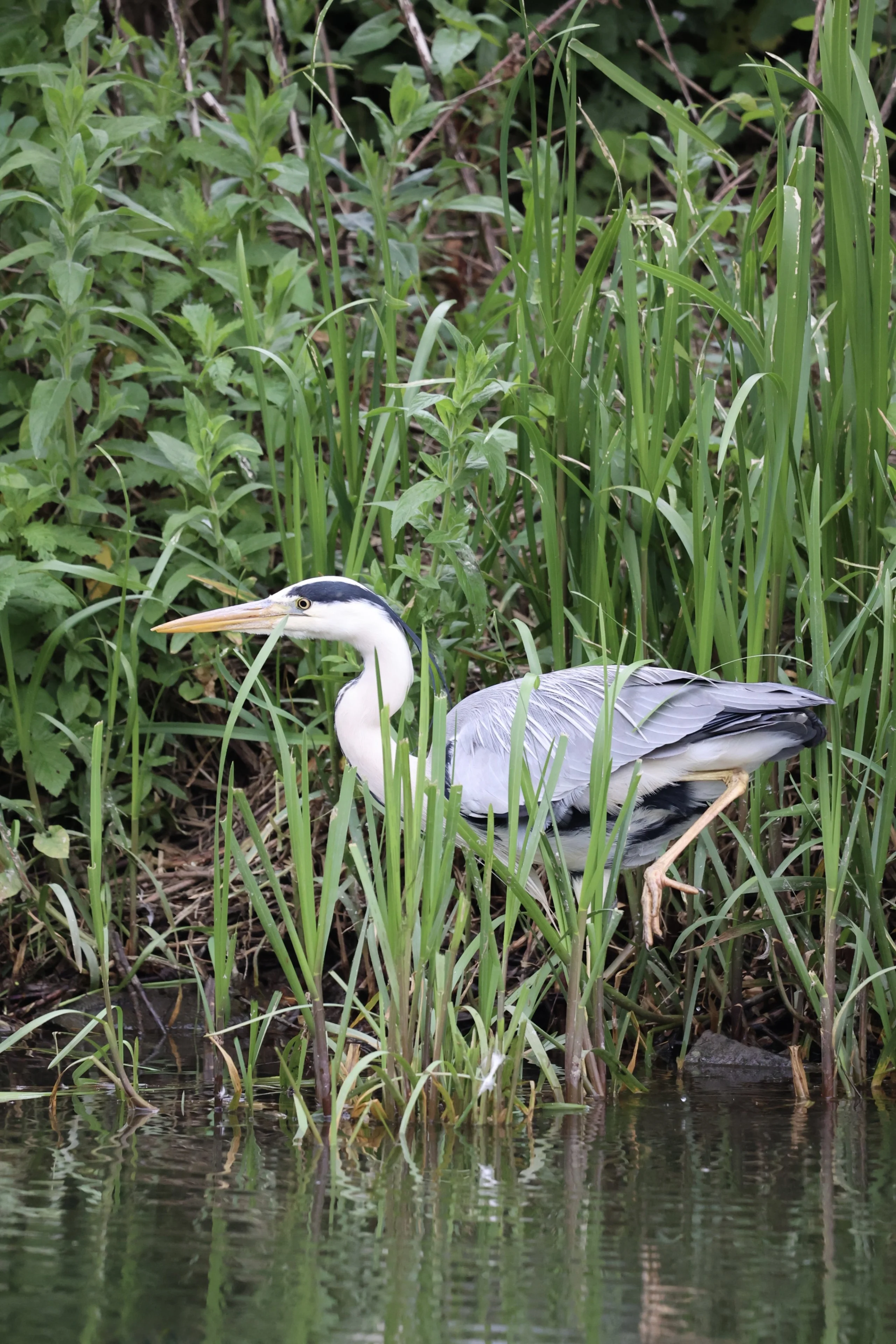 a heron perched at the end of a pond at doddington estate