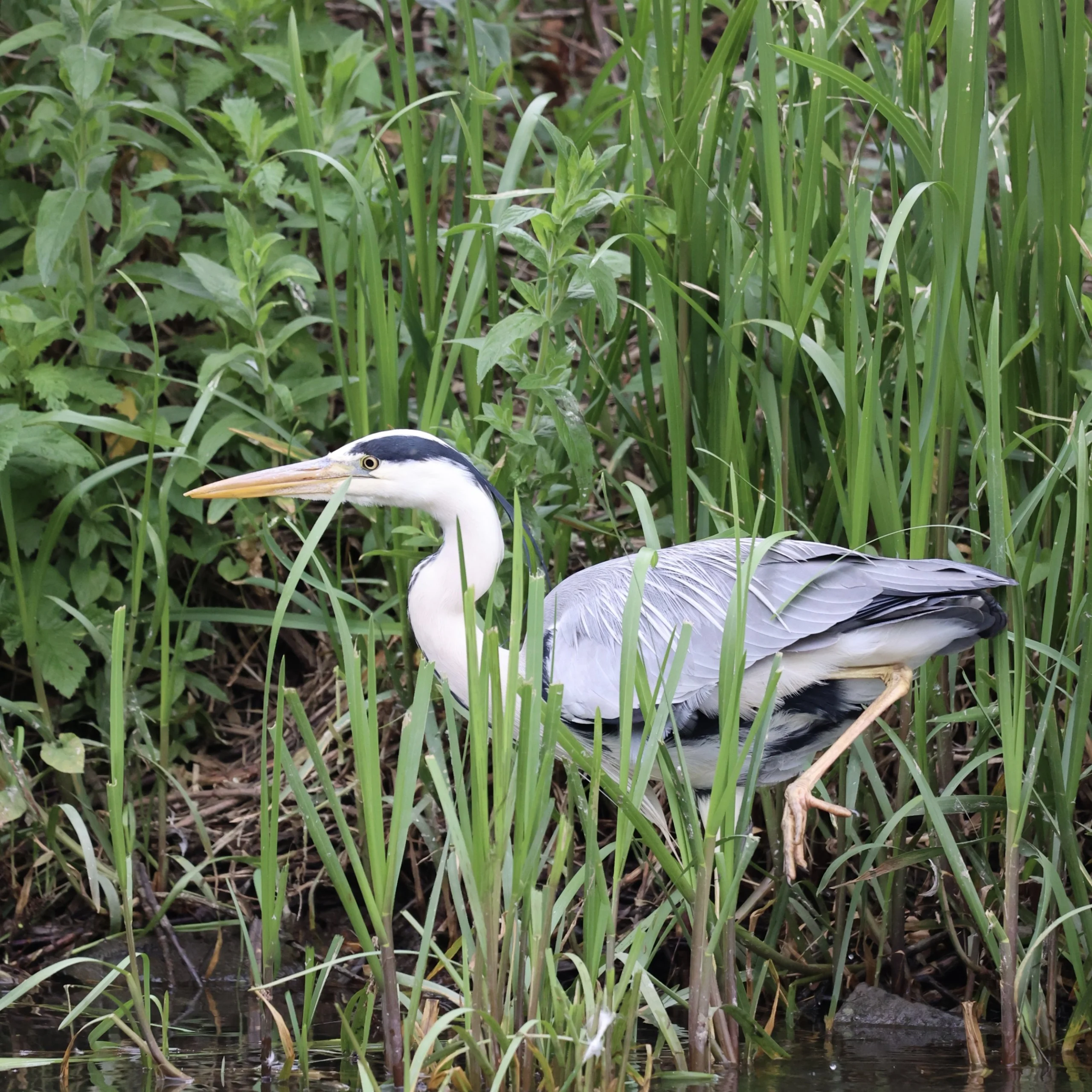 a heron perched at the end of a pond at doddington estate