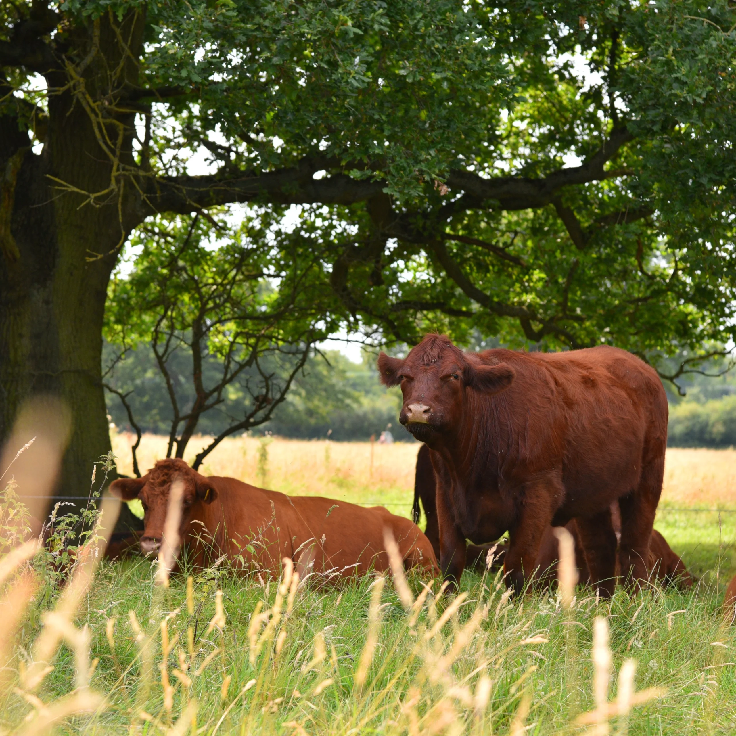 Lincoln Red cows sitting in the shade under a tree