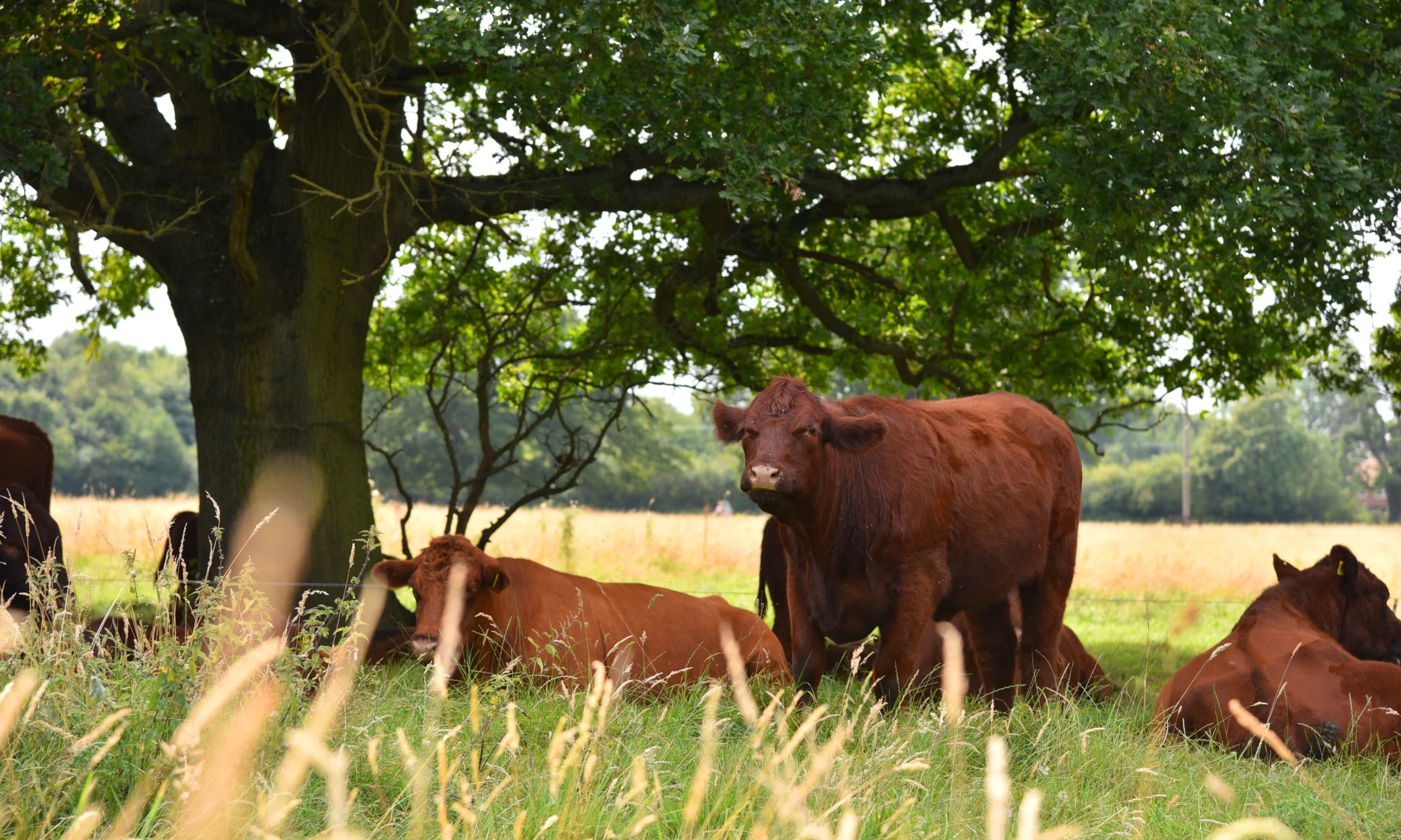 Lincoln Red cows sitting in the shade under a tree