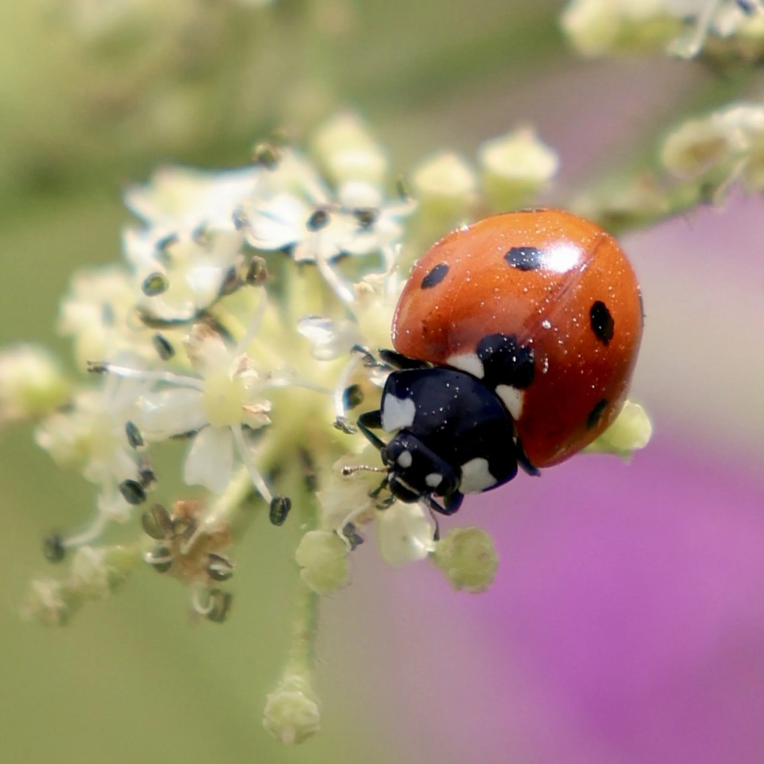 a red ladybird perched at the end of a flowering plant