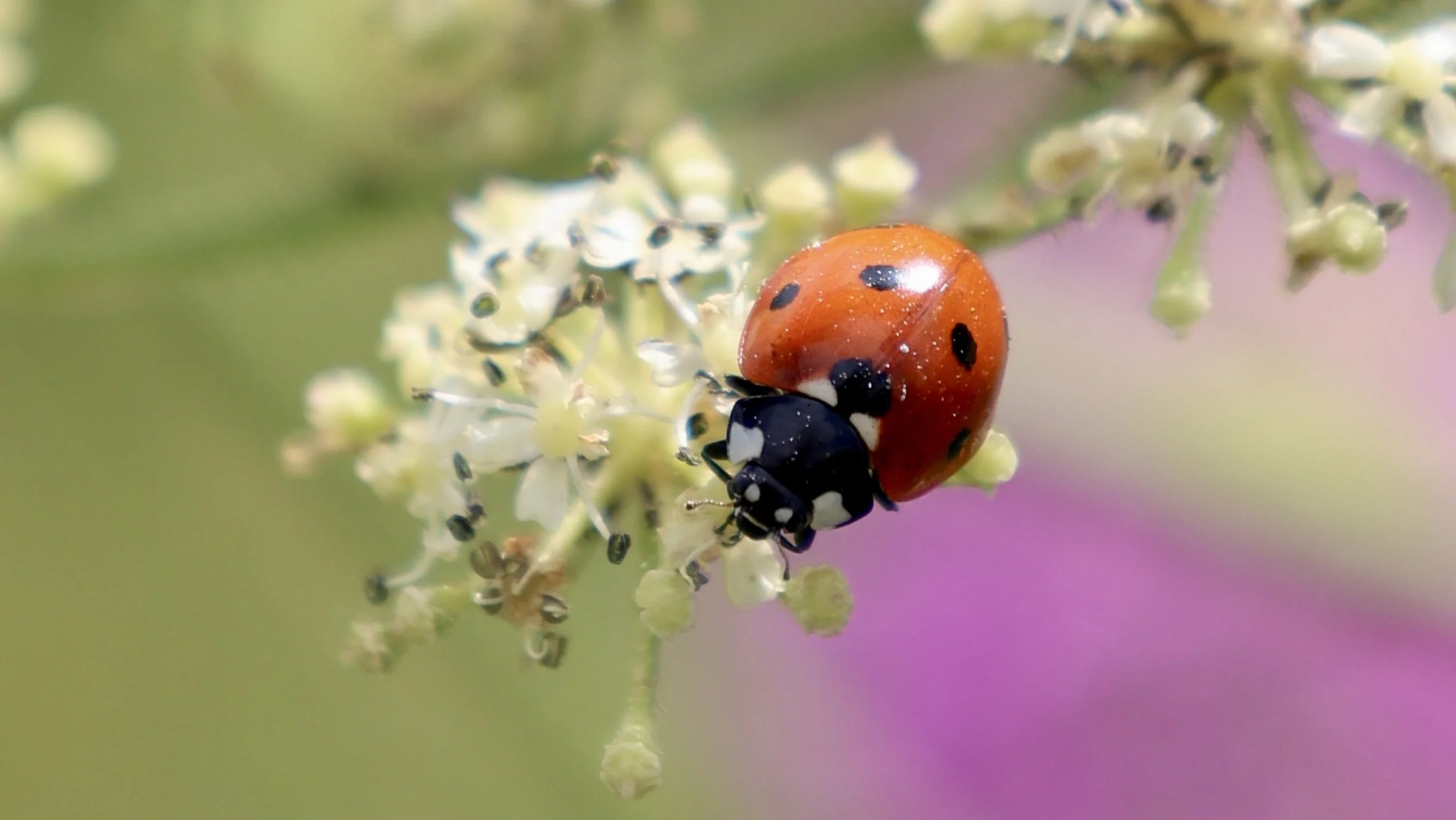 a red ladybird perched at the end of a flowering plant