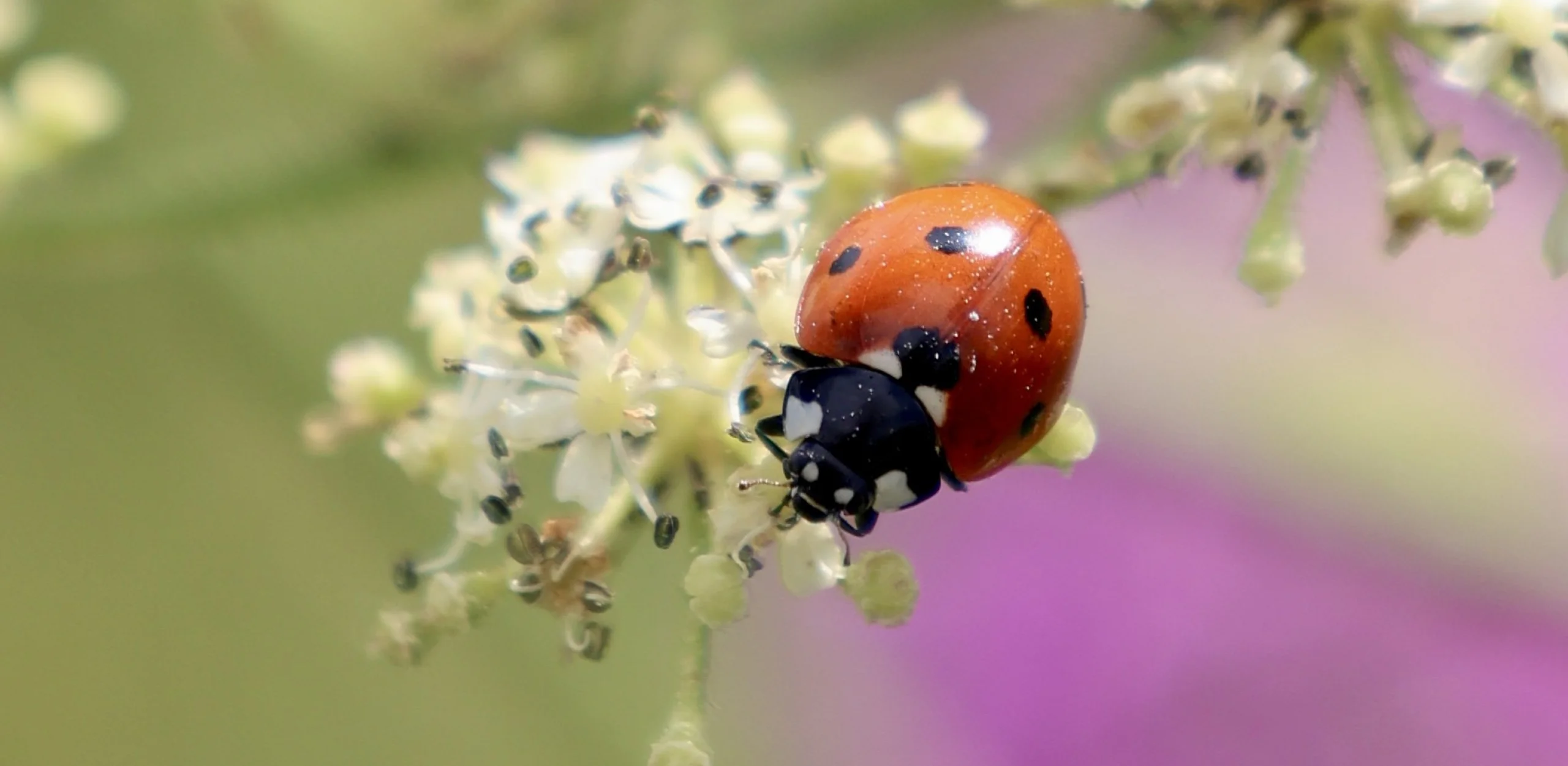 a red ladybird perched at the end of a flowering plant