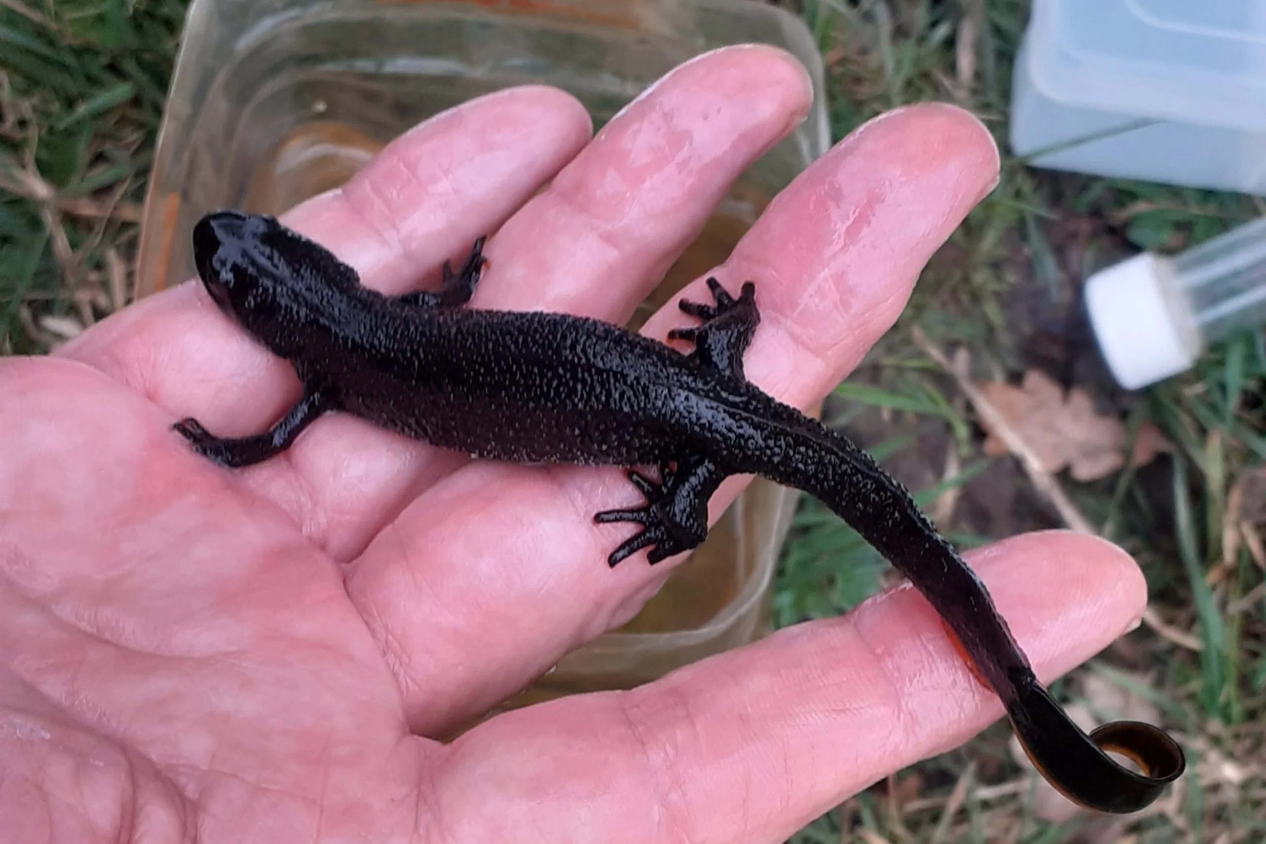 a man holding a black newt above the grass