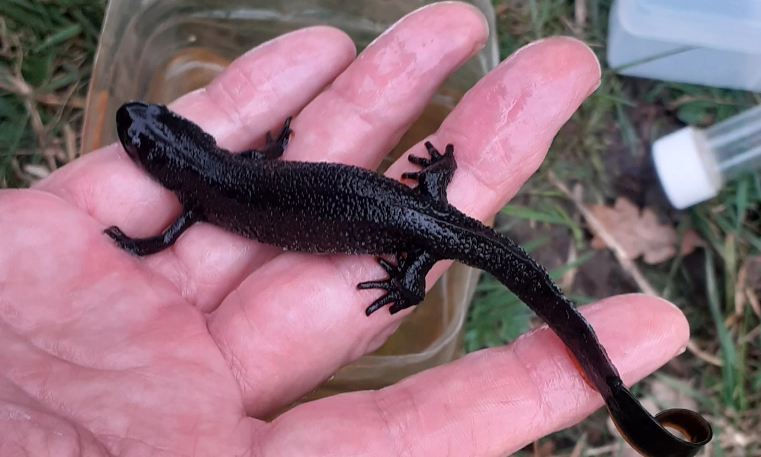 a man holding a black newt above the grass