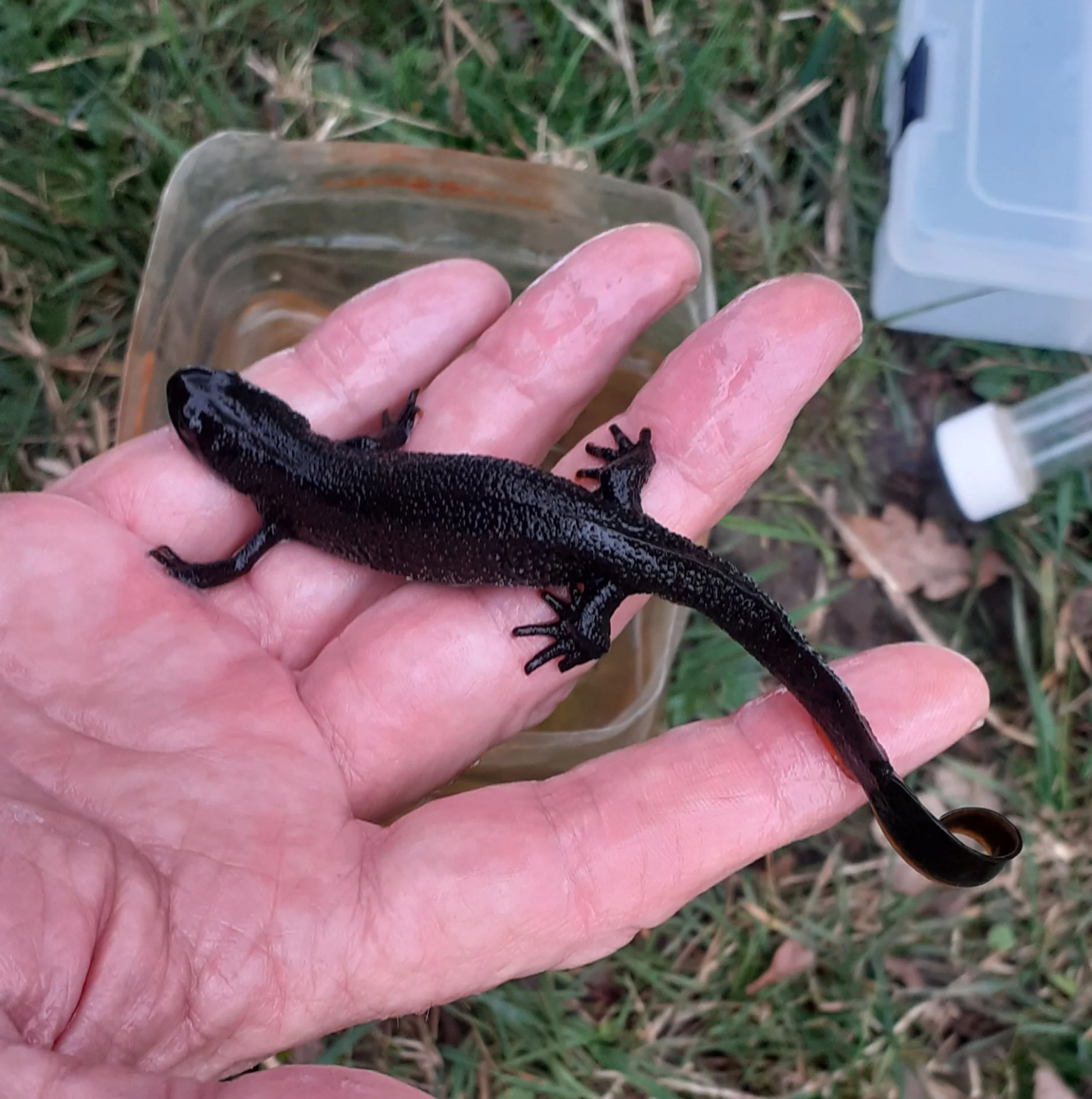 a man holding a black newt above the grass
