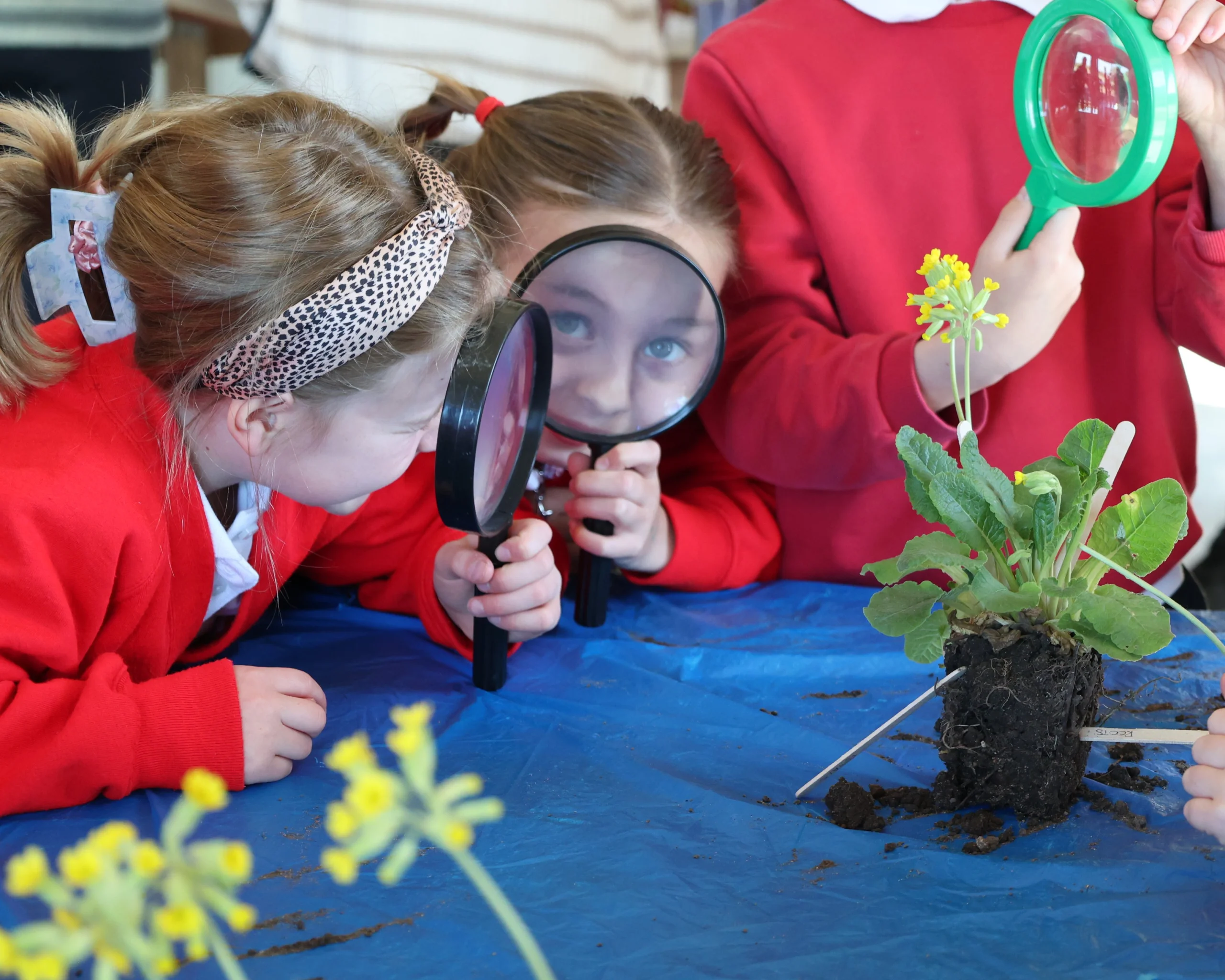 primary school children exploring plants with magnifying glasses