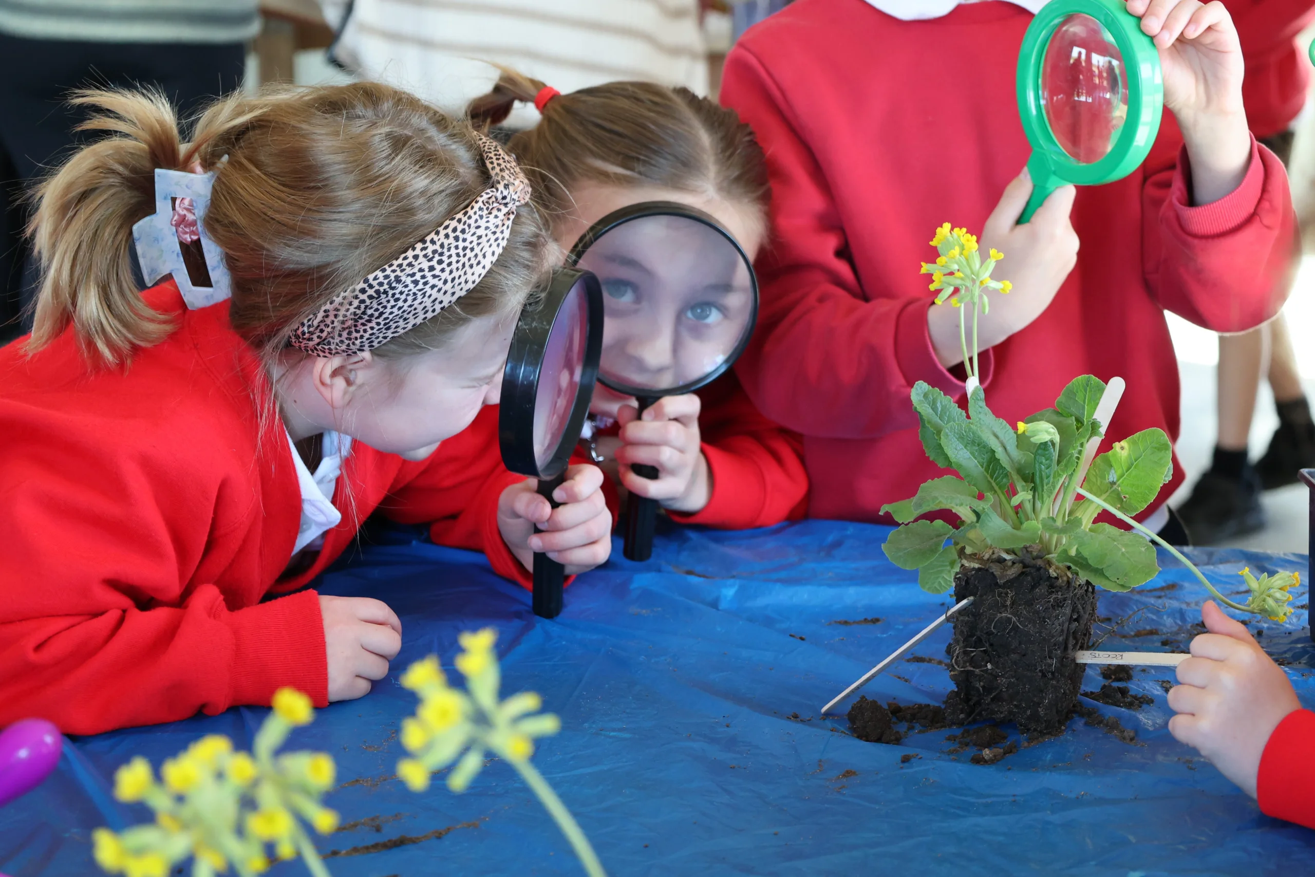 primary school children exploring plants with magnifying glasses