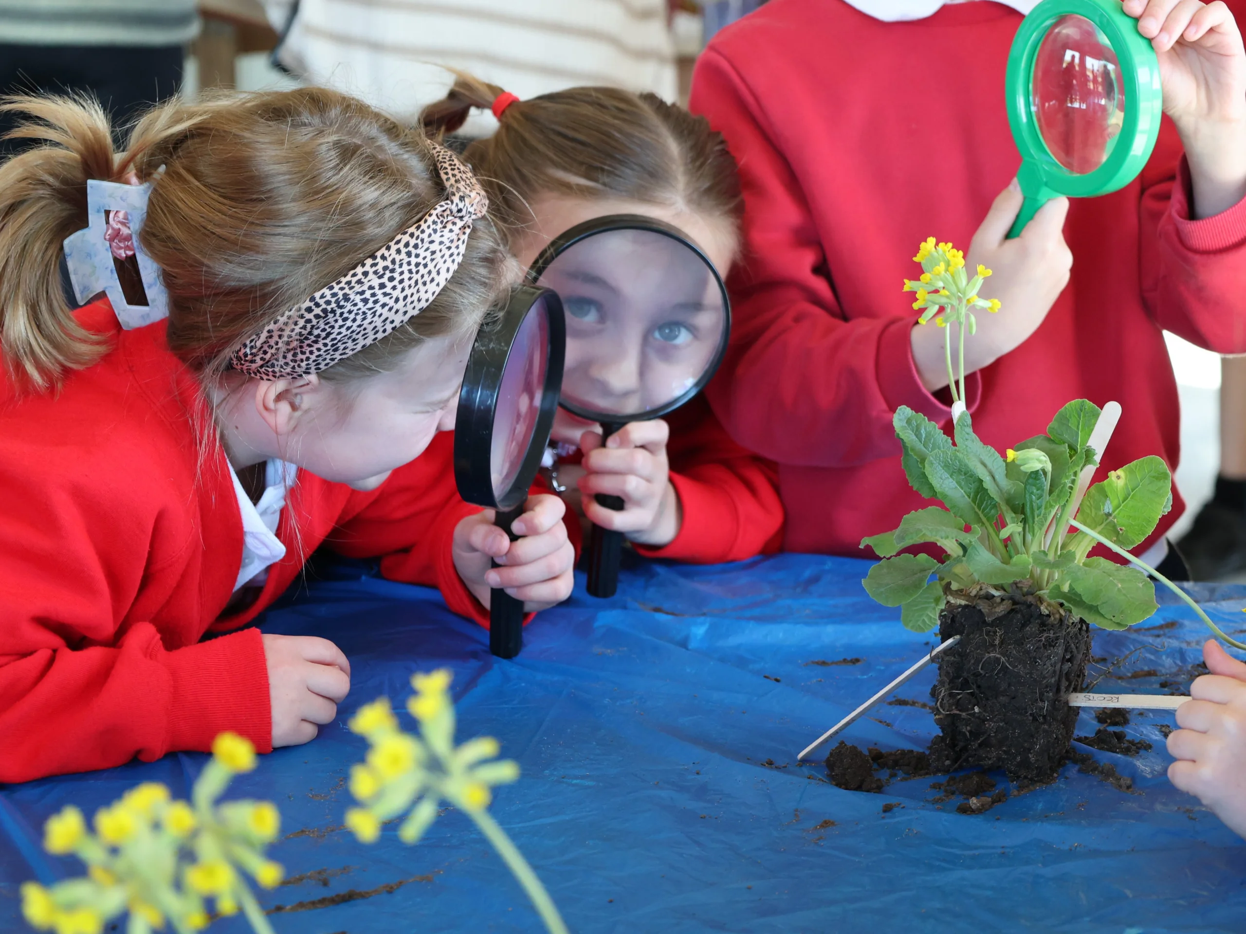 primary school children exploring plants with magnifying glasses