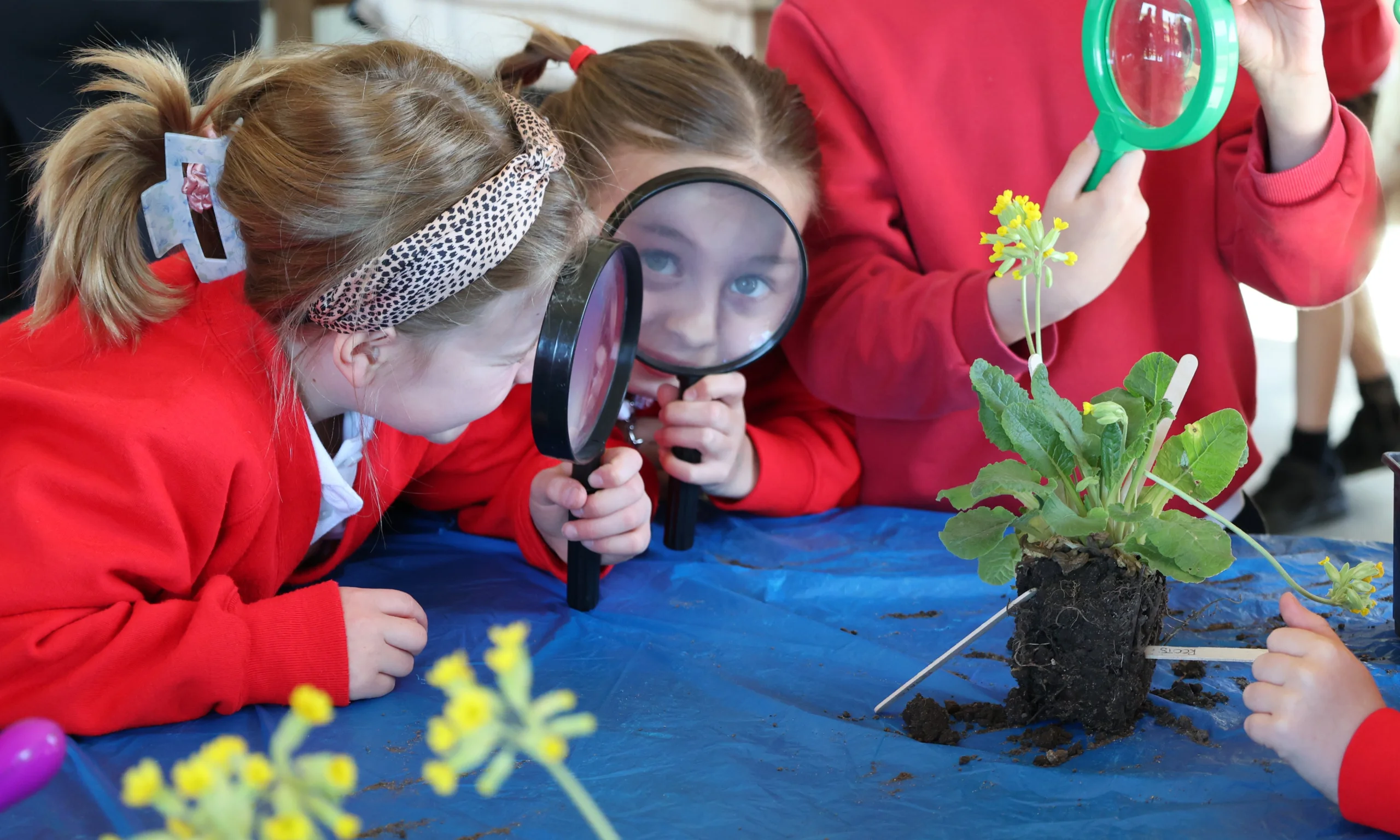 primary school children exploring plants with magnifying glasses