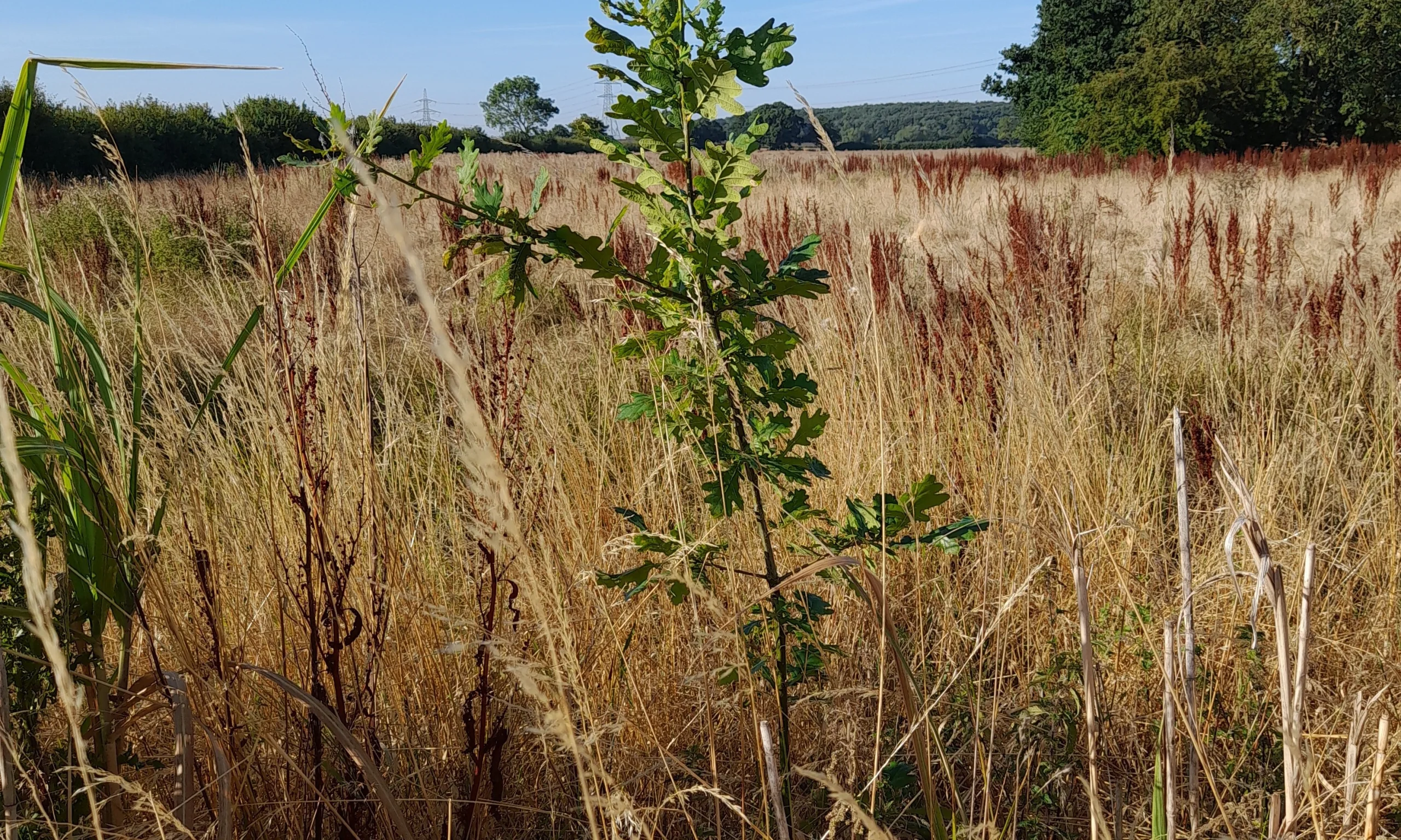 saplings in the meadows of doddington estate