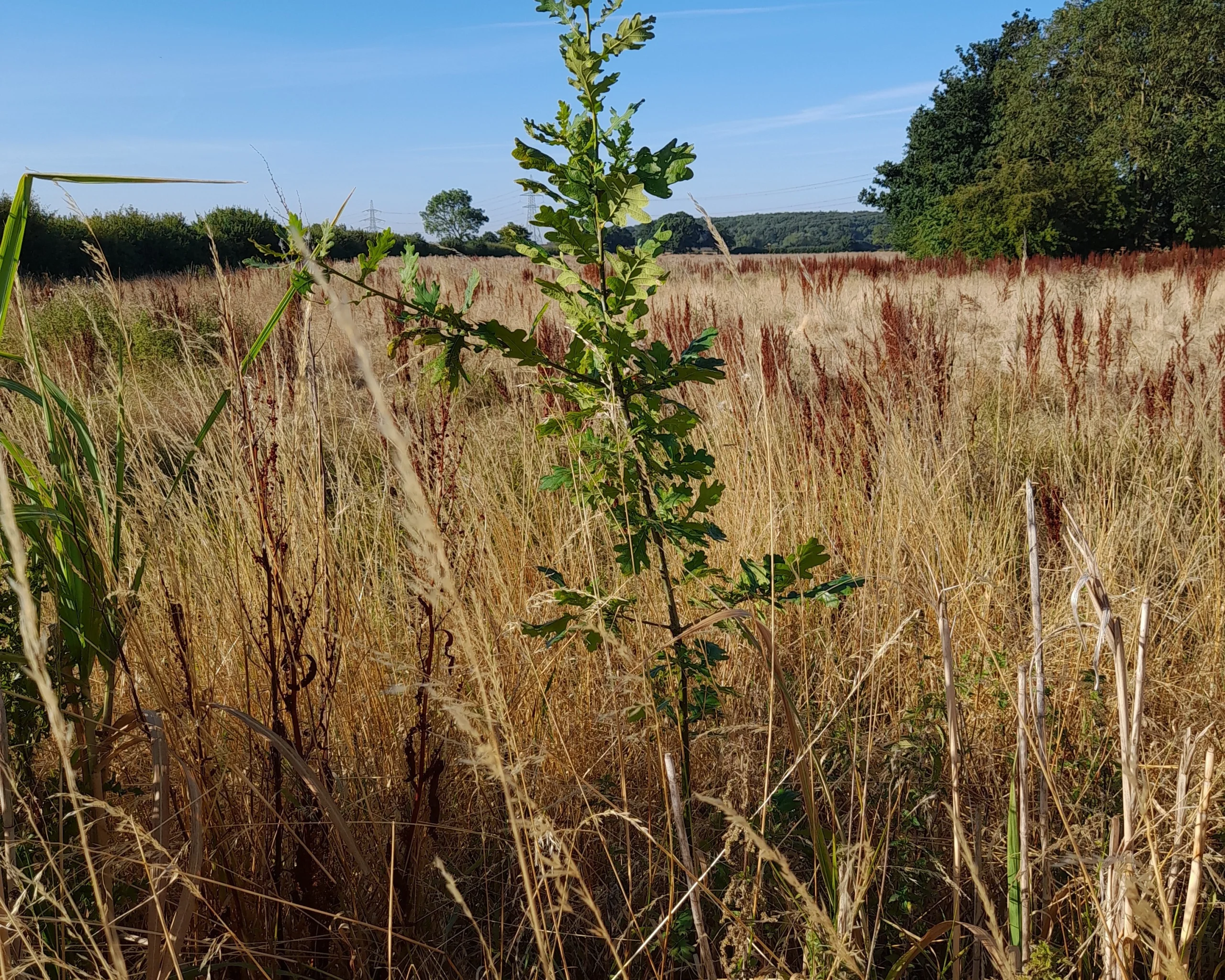 saplings in the meadows of doddington estate