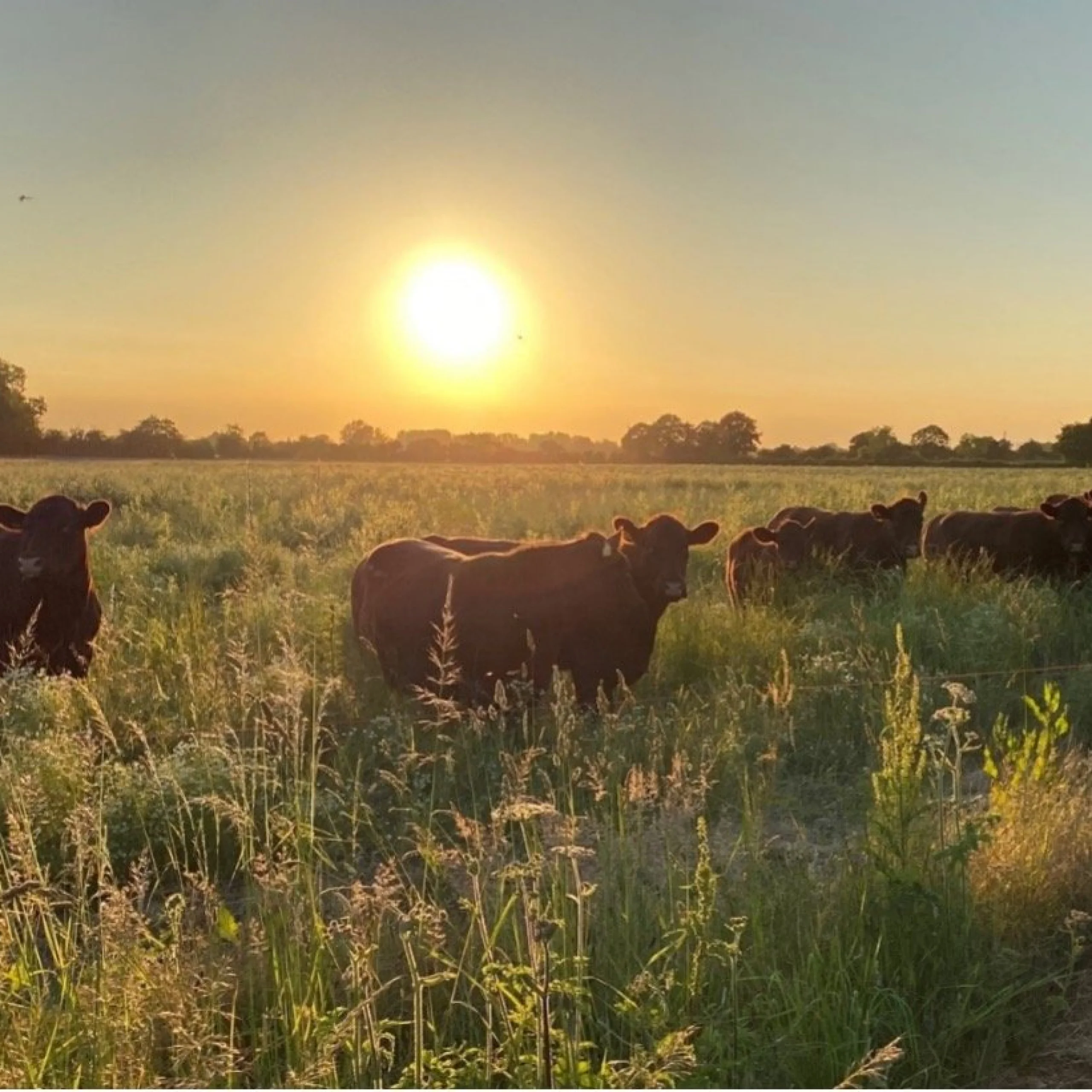 lincoln brown cows in a field with the sun setting behind them