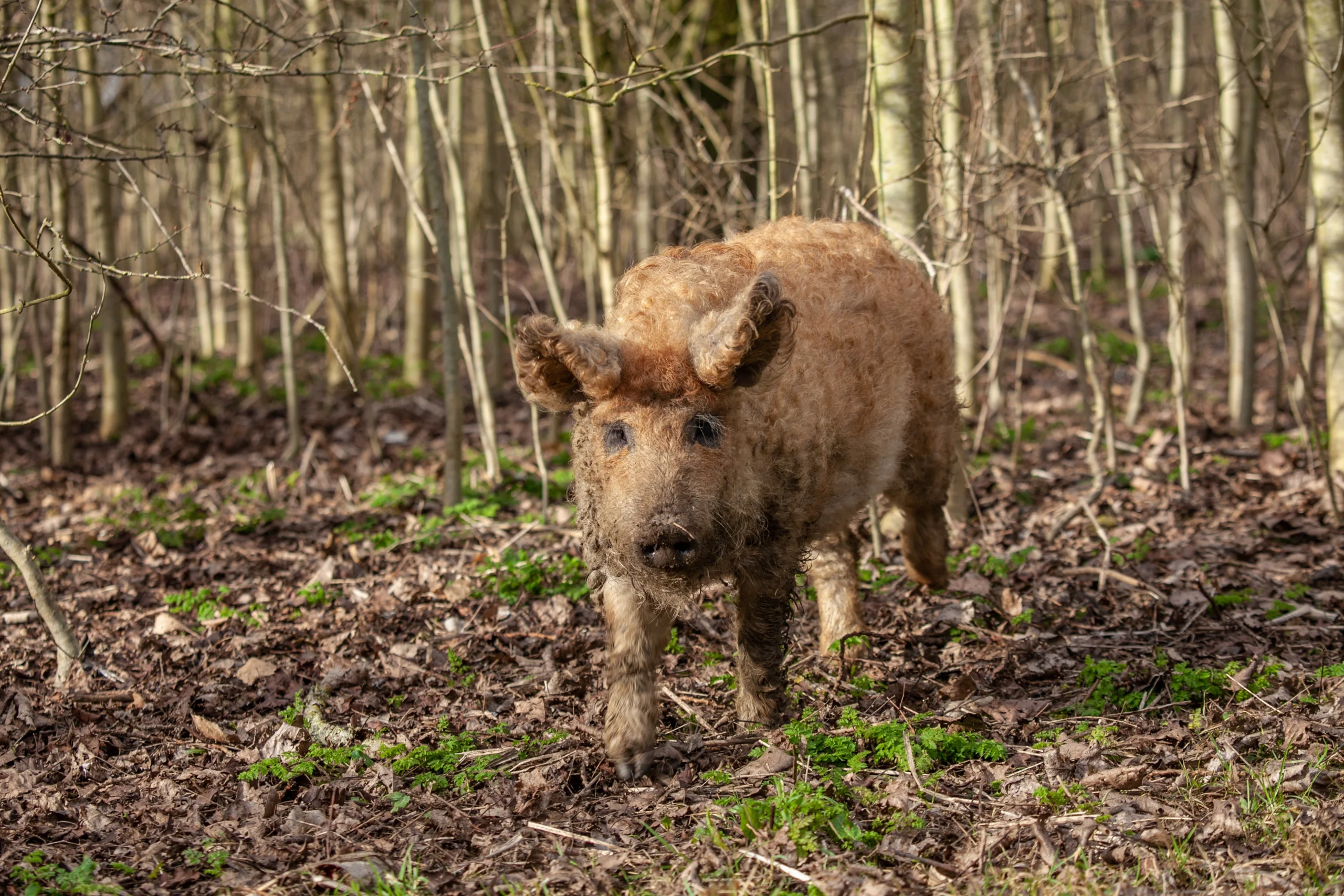mangalitsa pig foraging in woodland on the doddington estate