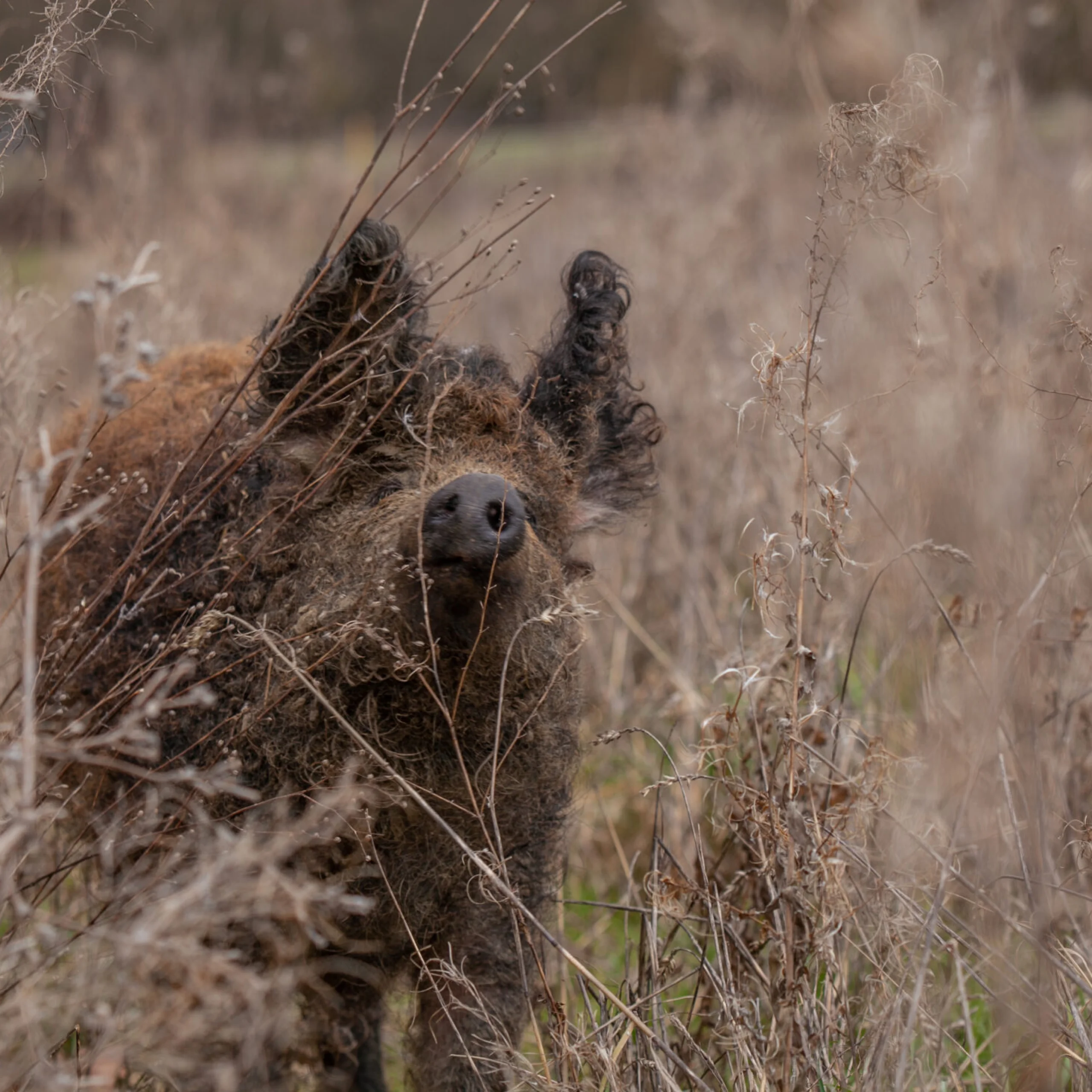 mangalitsa pig foraging in woodland on the doddington estate