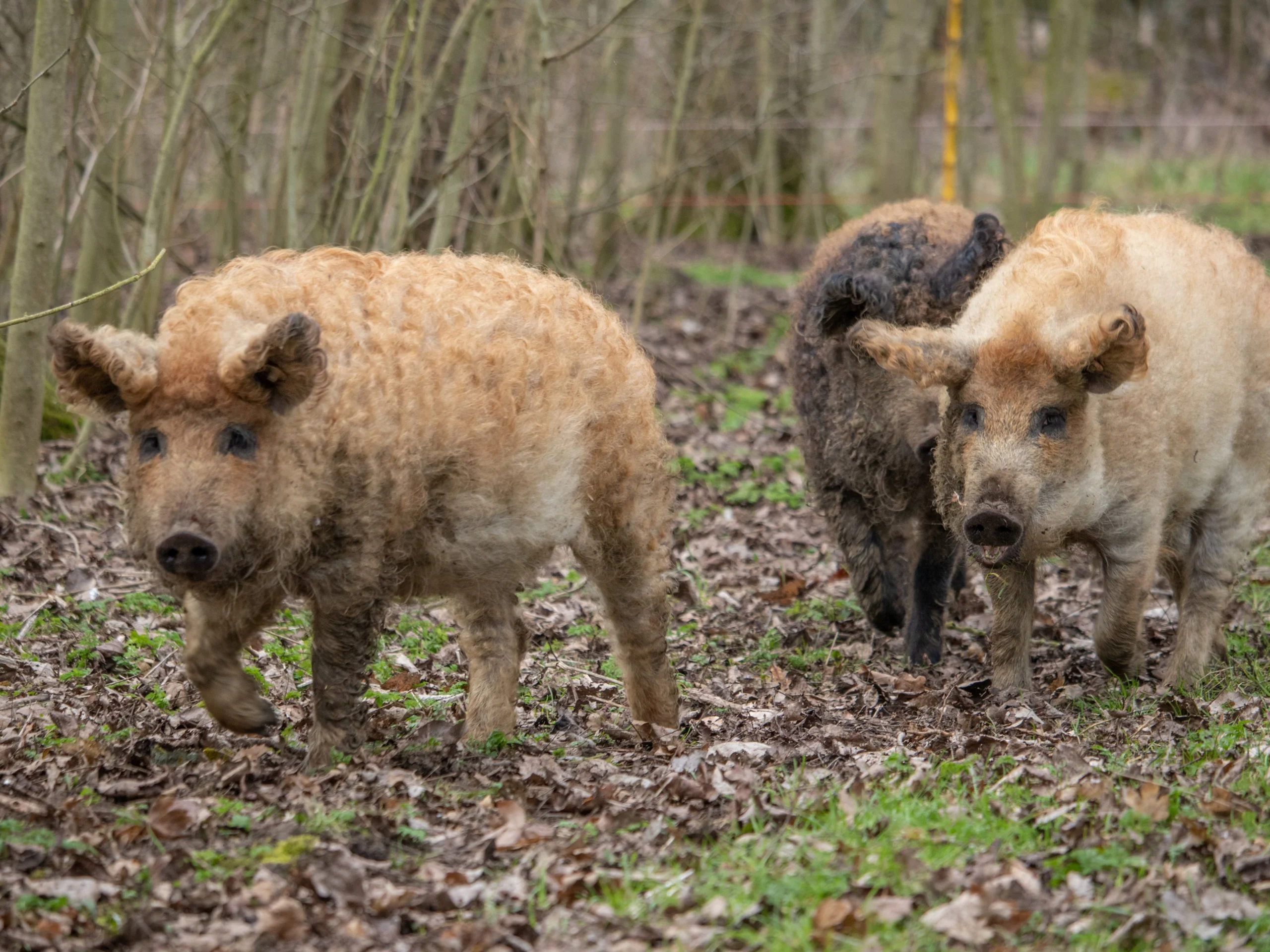 mangalitsa pigs foraging in woodland on the doddington estate
