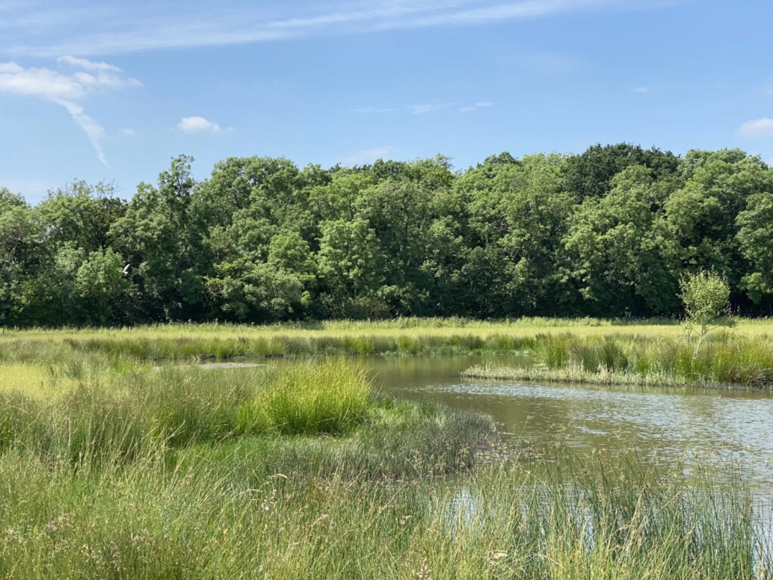 large pond in a grass field flanked by mature trees at doddington hall