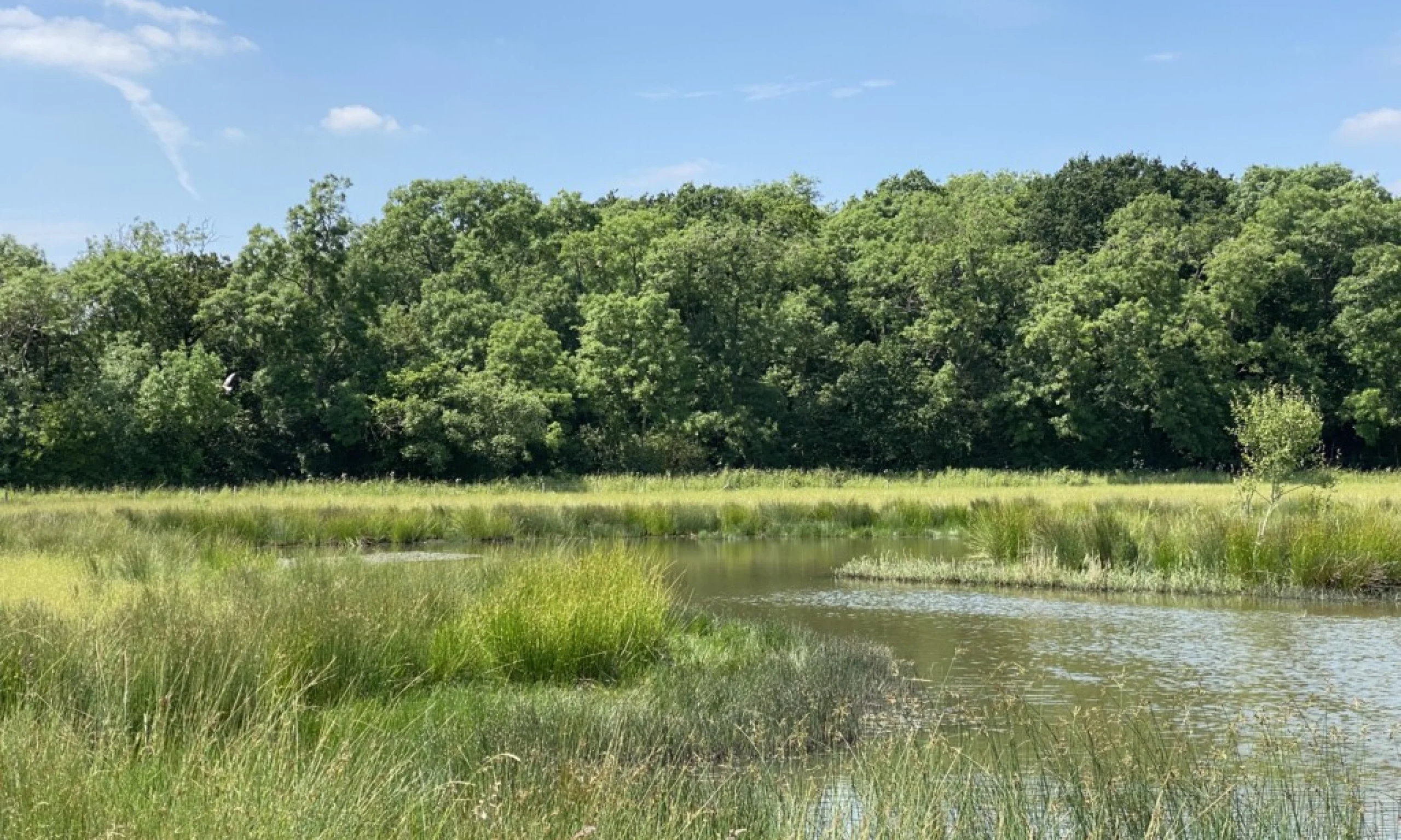 large pond in a grass field flanked by mature trees at doddington hall