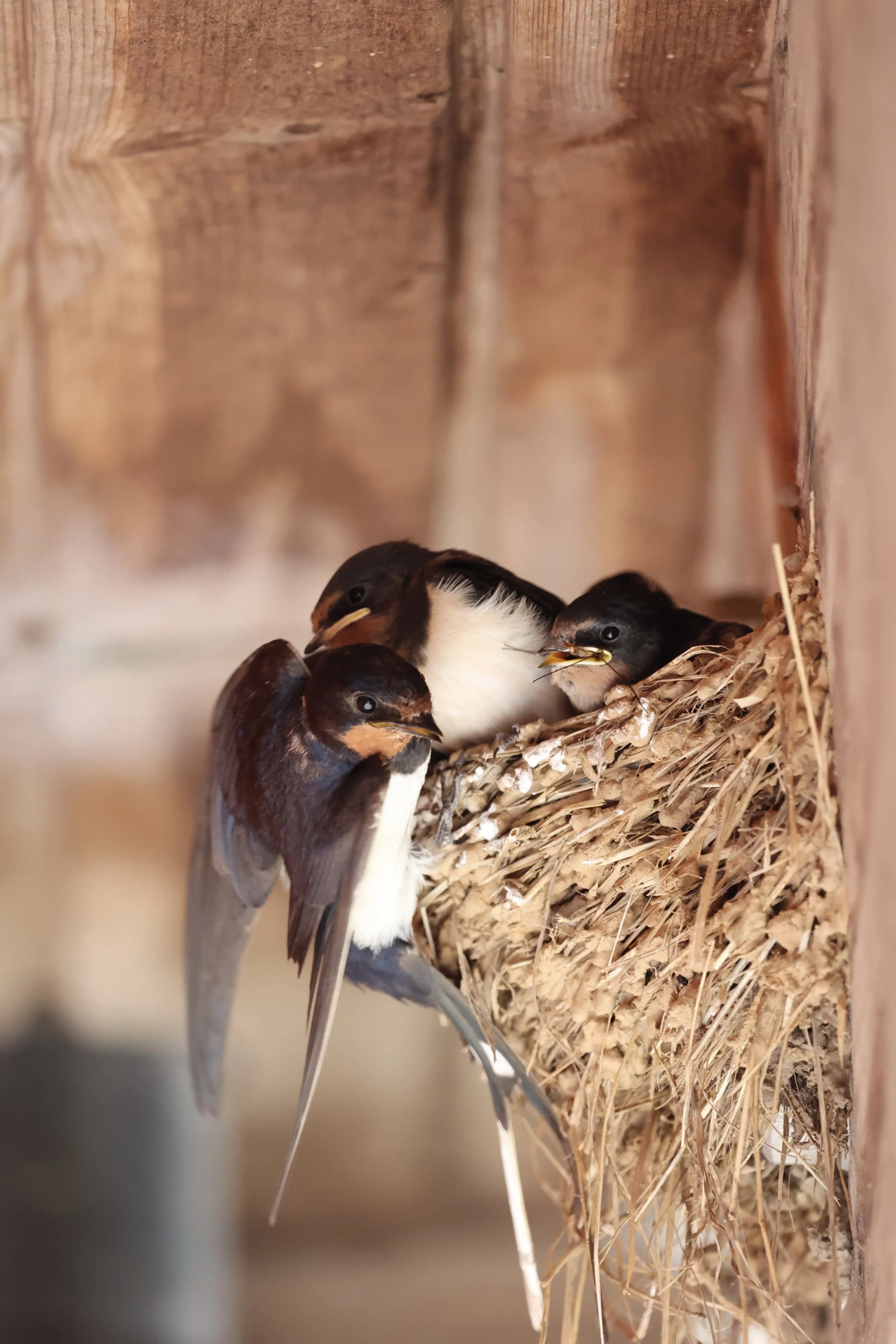 swallow chicks in a nest box at doddington hall