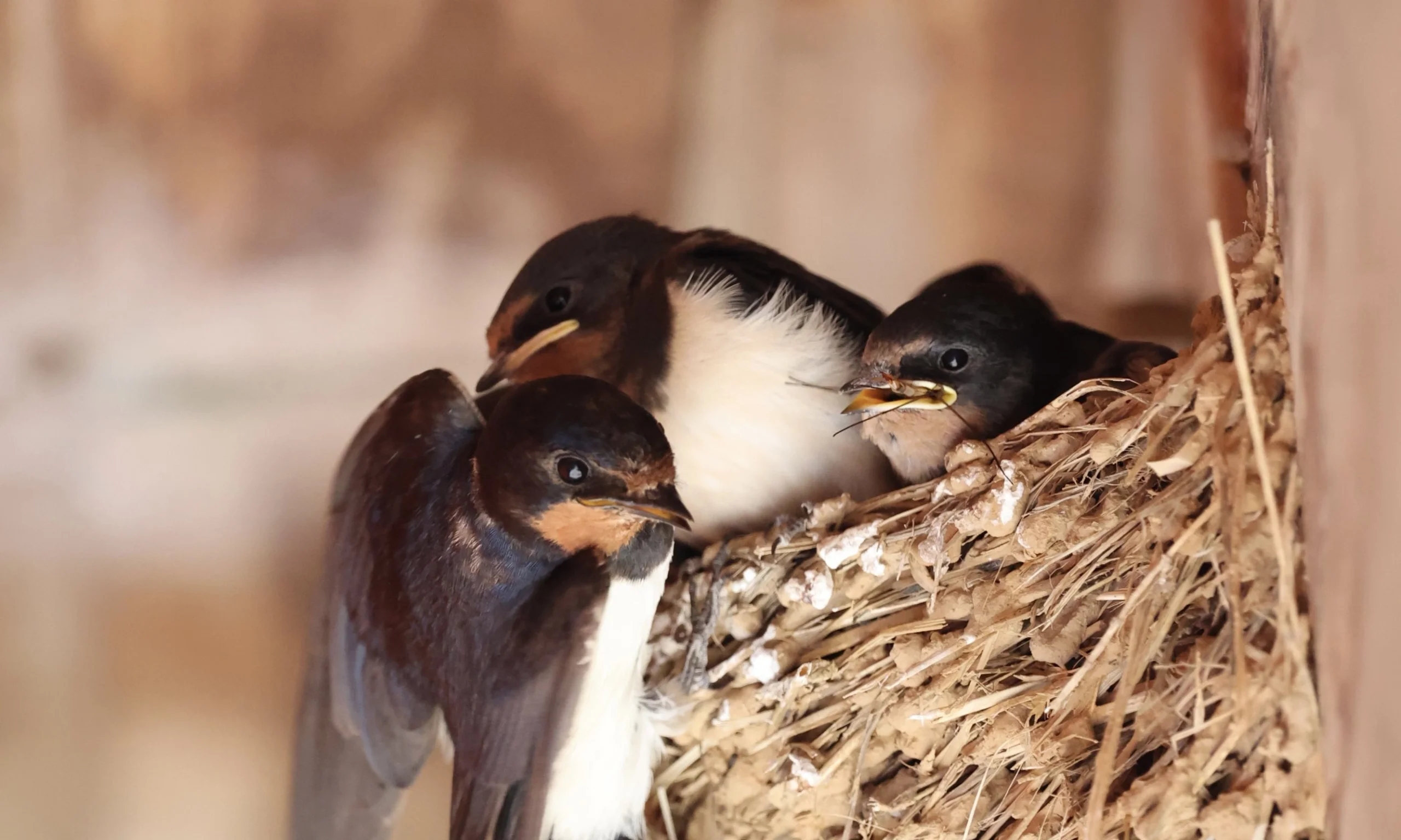 swallow chicks in a nest box at doddington hall