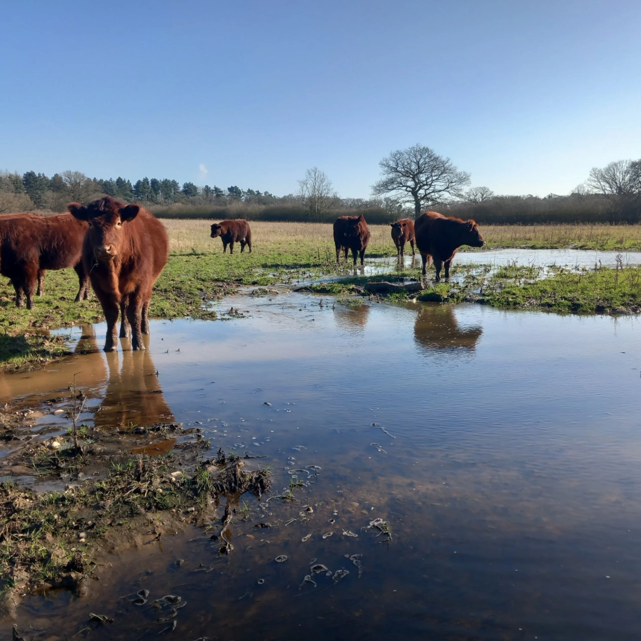lincoln red cows enjoying the morning sunshine next to a pond on the doddington estate