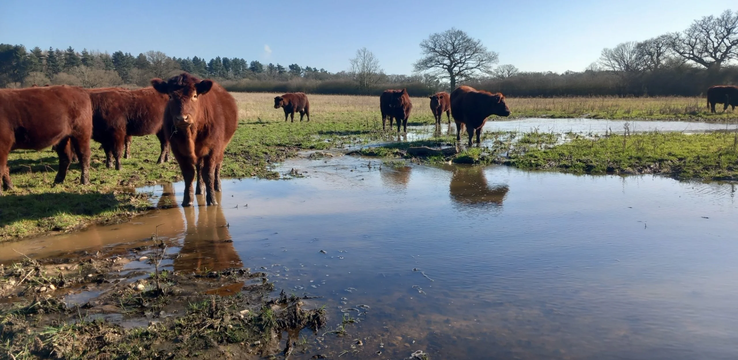 lincoln red cows enjoying the morning sunshine next to a pond on the doddington estate