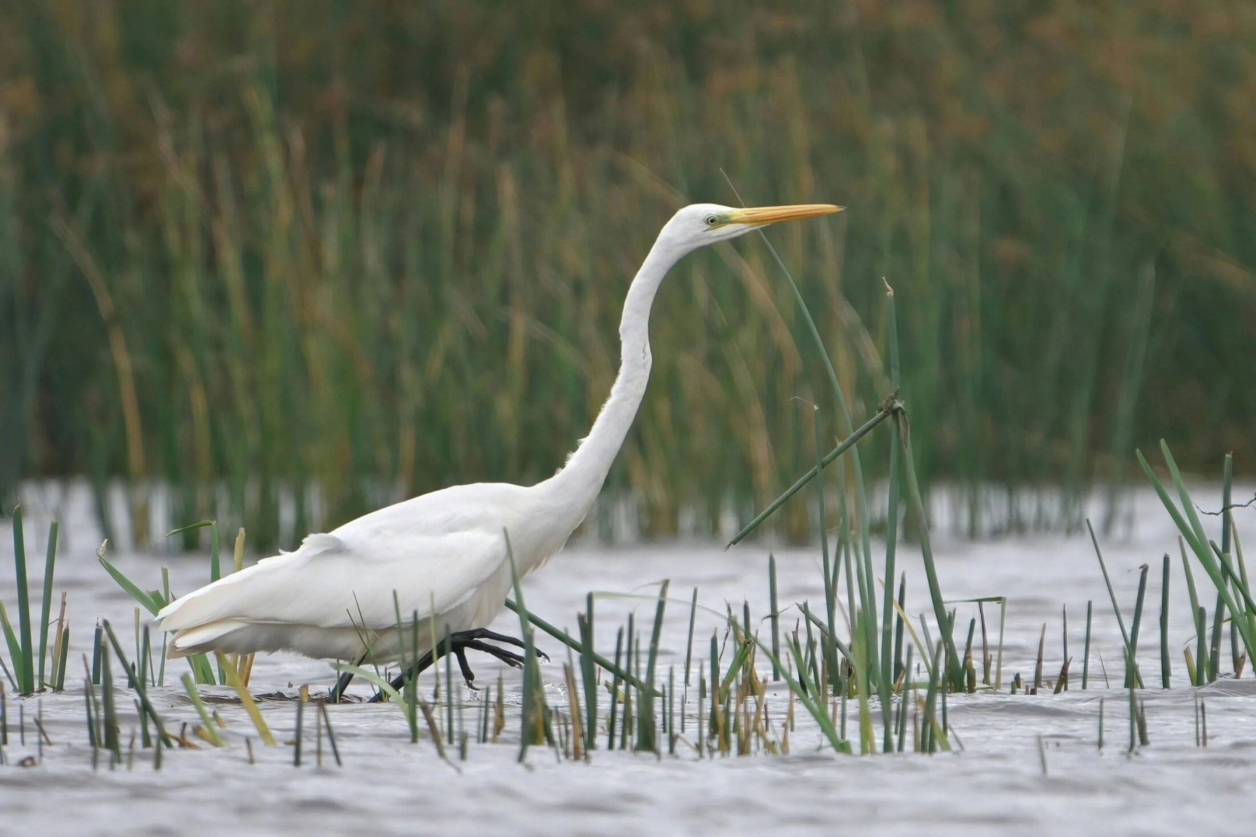 an egret wading through the fishpond on the doddington estate